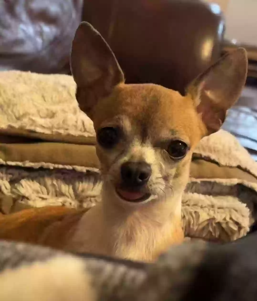 Lost dog in Leander, TX, 78645
