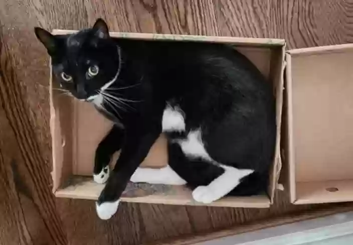 Lost cat in Vienna, VA, 22180