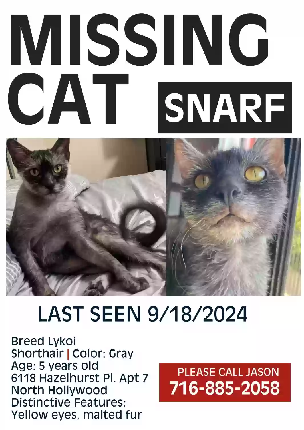 Lost cat in North Hollywood, CA, 91606