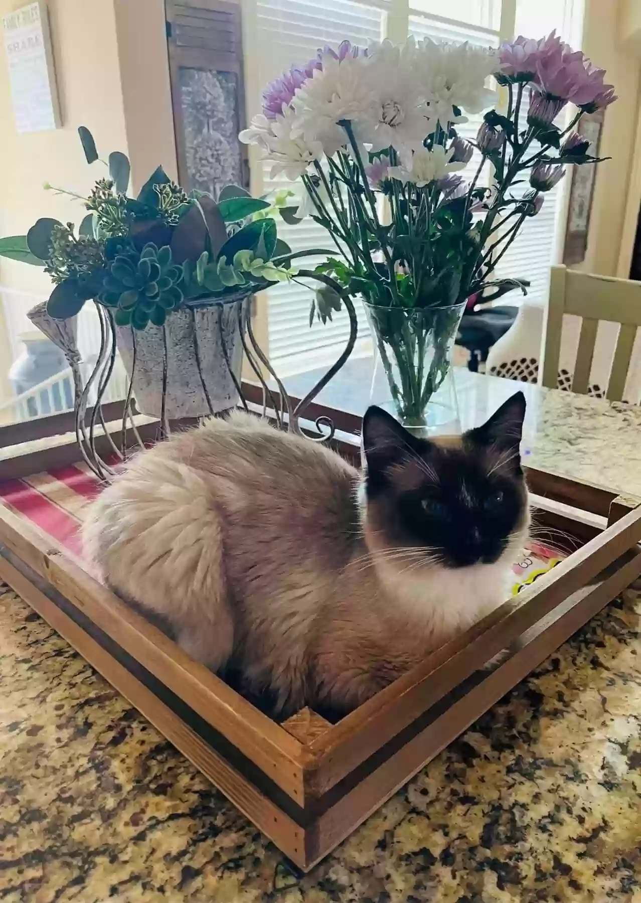 Lost cat in Broken Arrow, OK, 74014