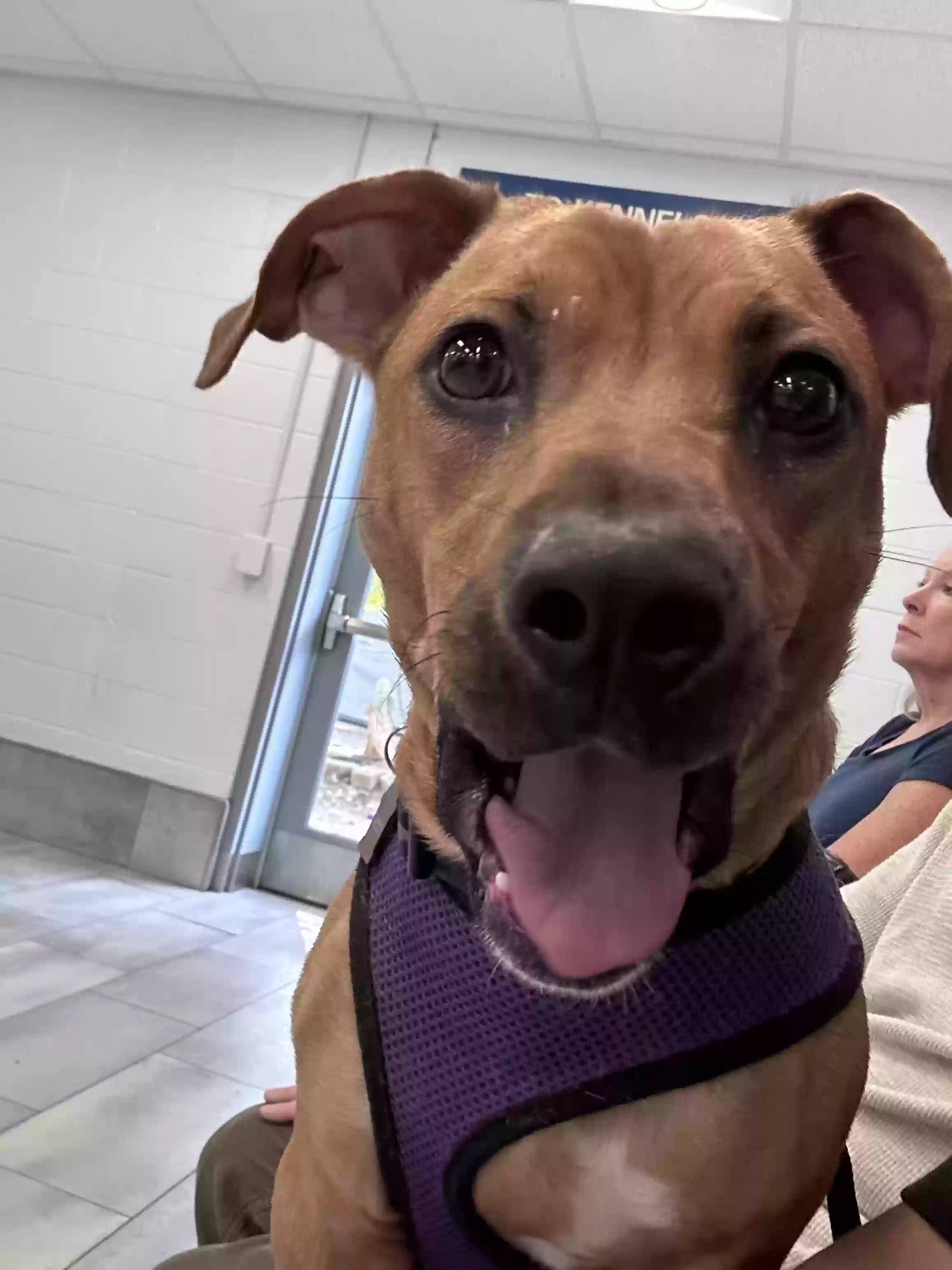 Lost dog in Charlotte, NC, 28278