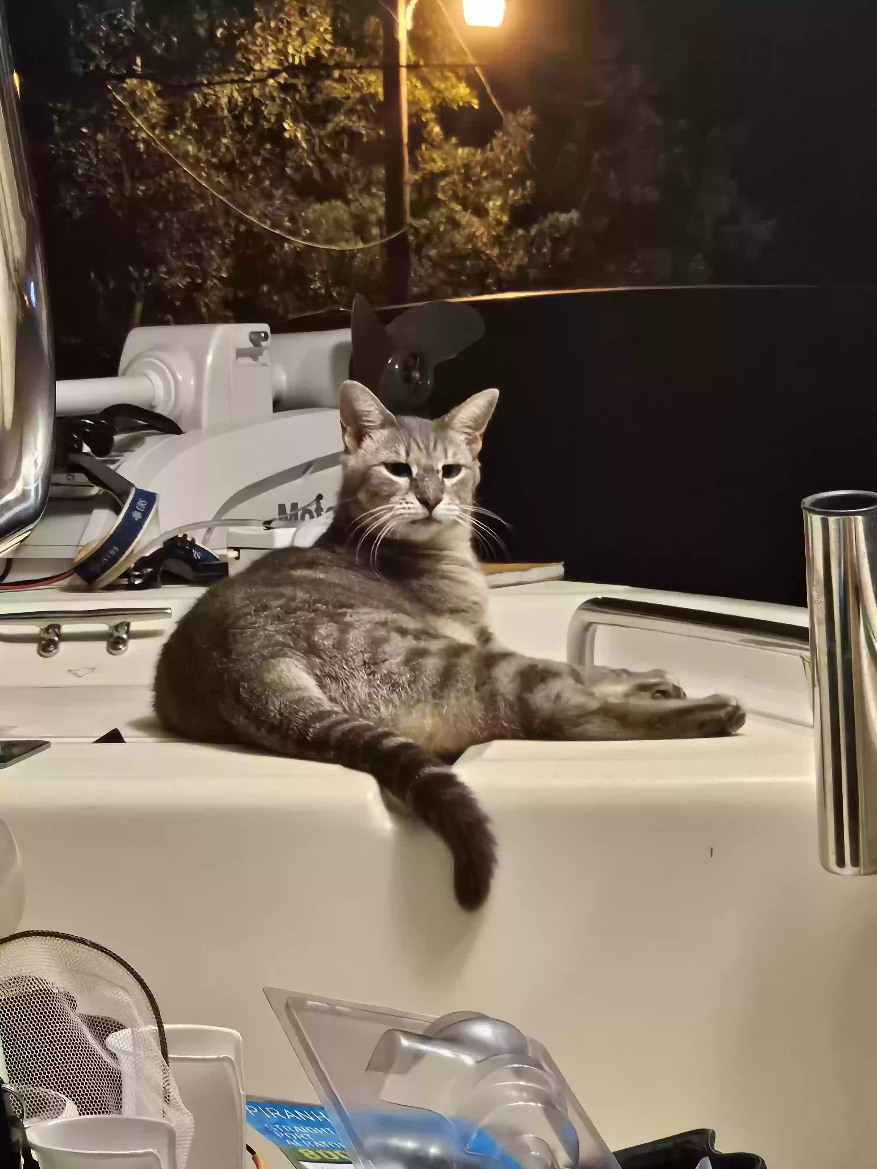 Lost cat in Pensacola, FL, 32526