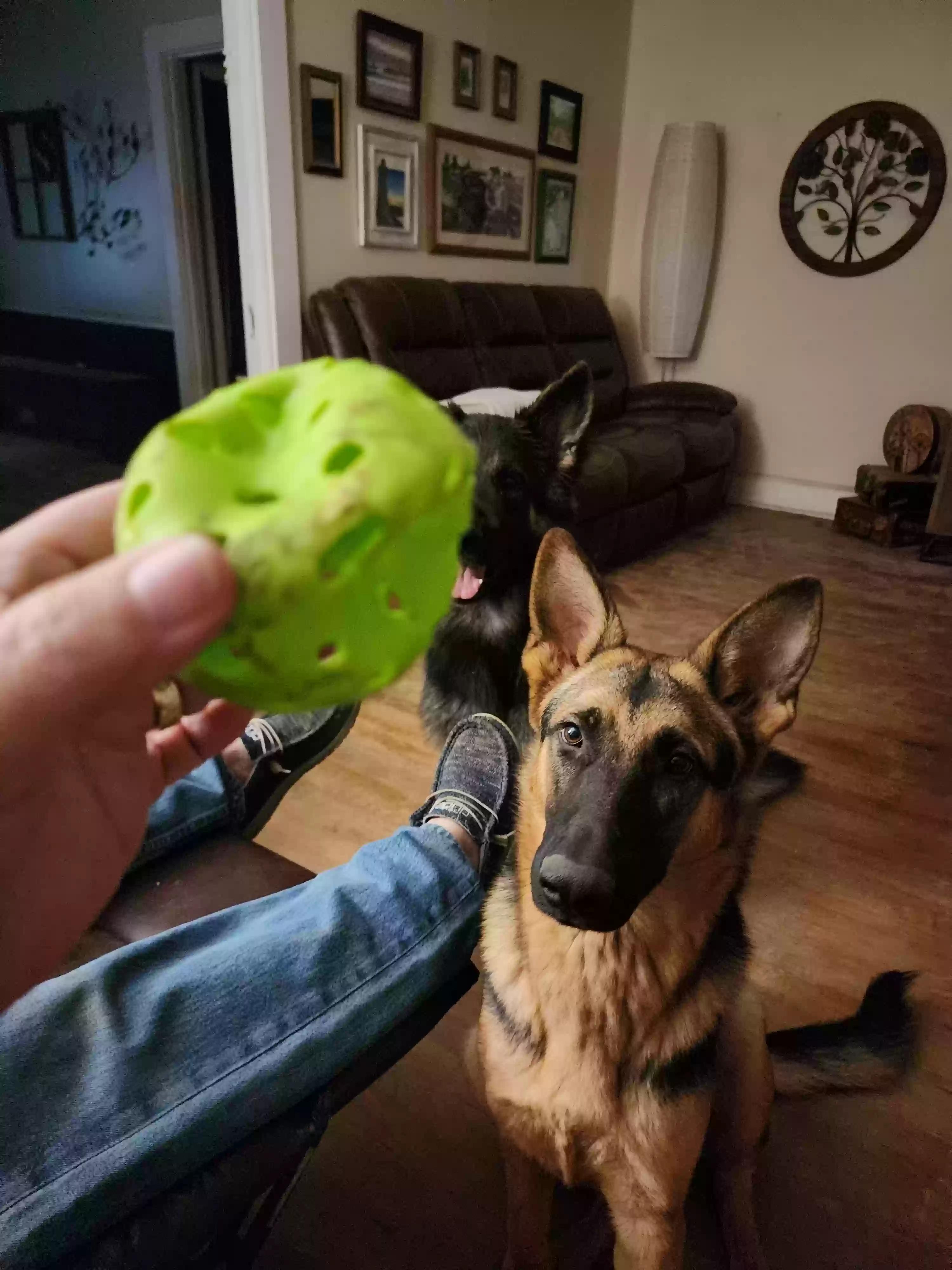 Lost dog in Asheboro, NC, 27203