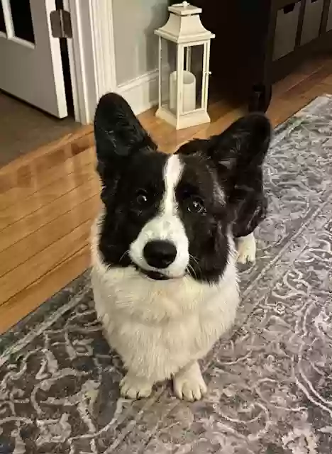 Lost dog in Mebane, NC, 27302