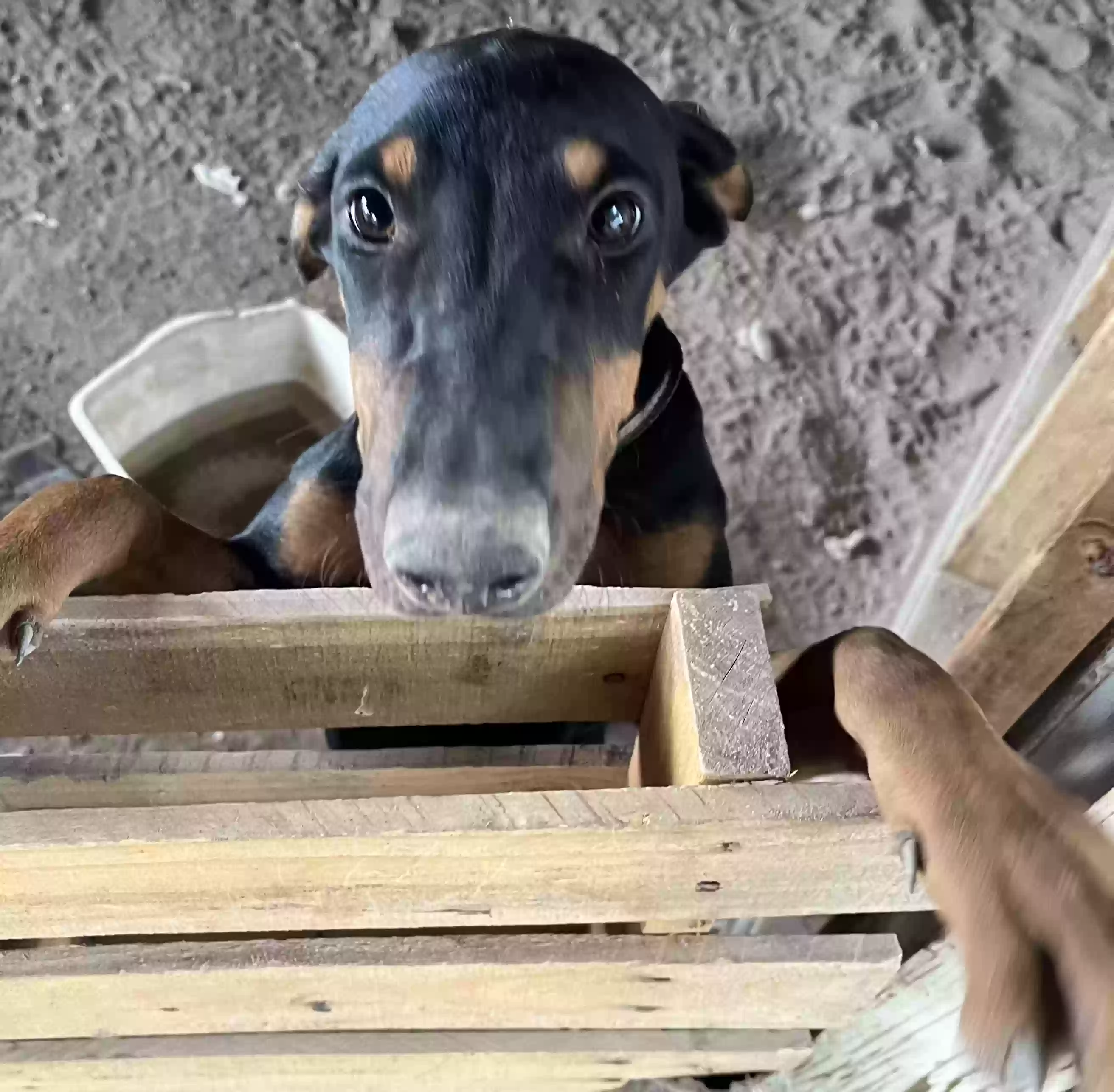 Lost dog in Rio Rancho, NM, 87124
