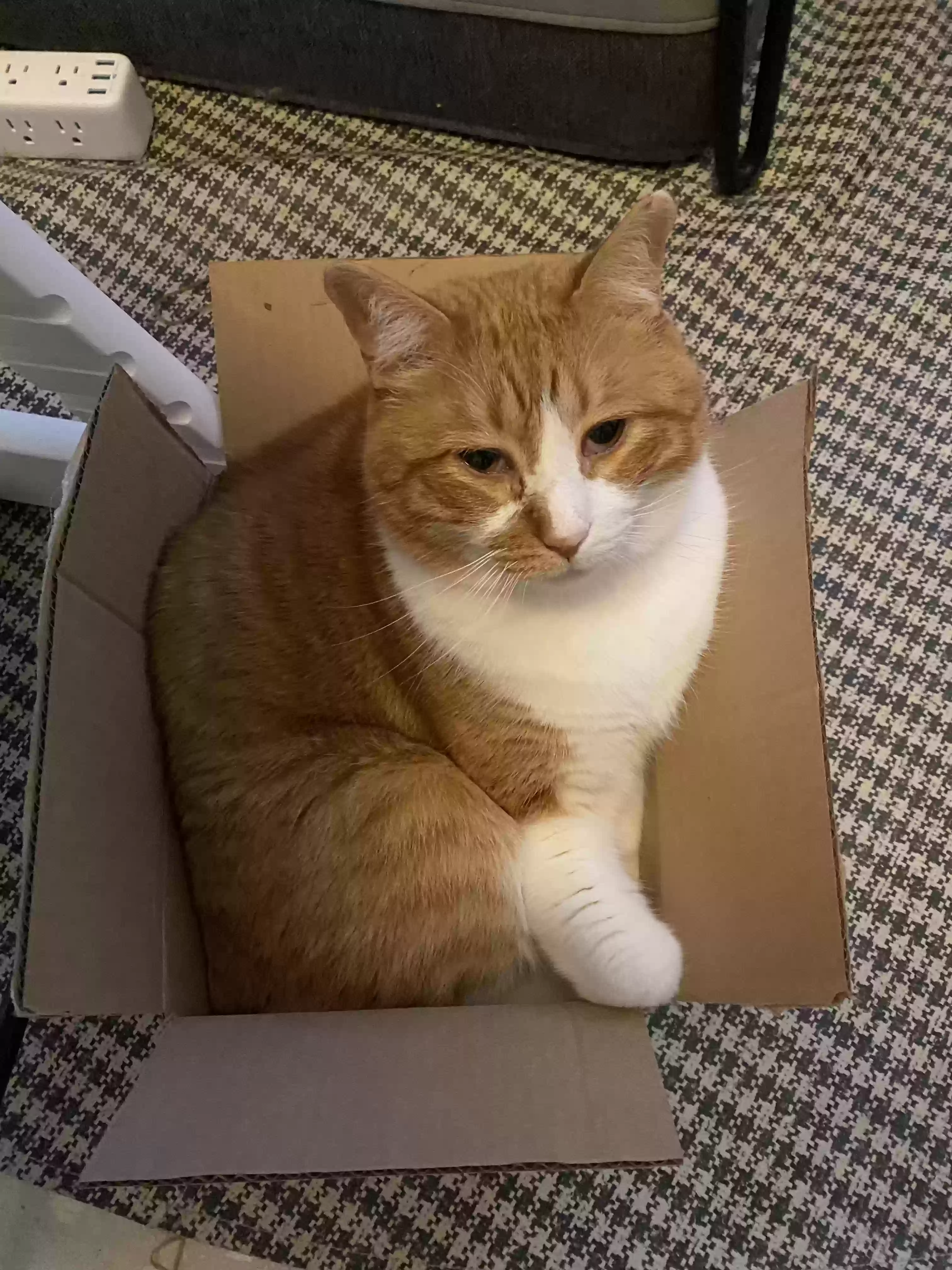 Lost cat in Louisville, KY, 40207