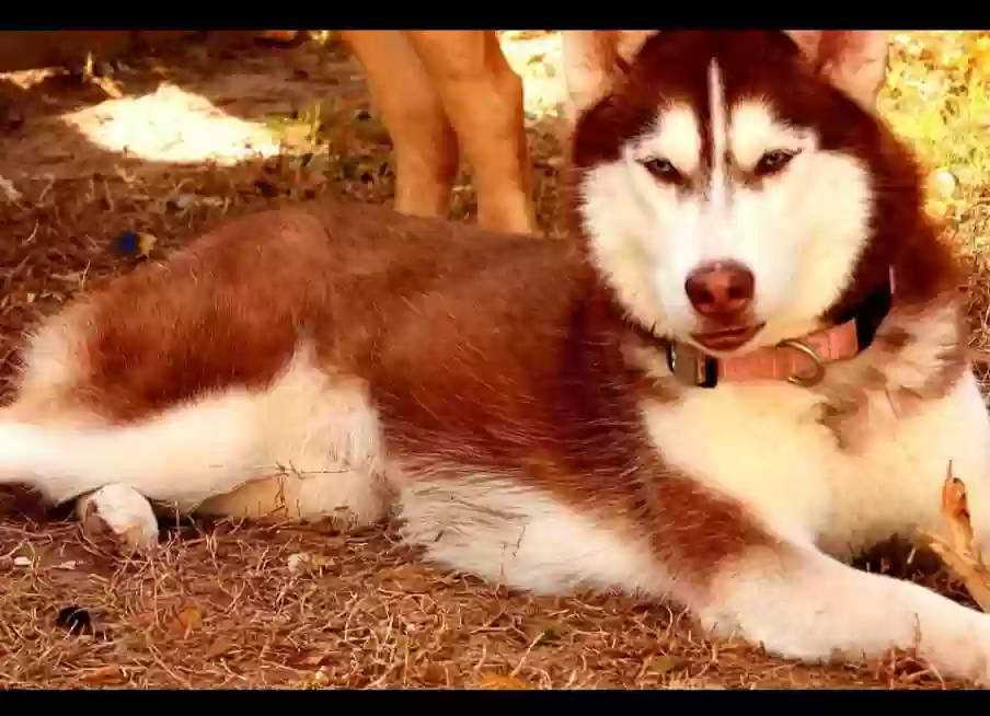 Lost dog in Haines City, FL, 33844