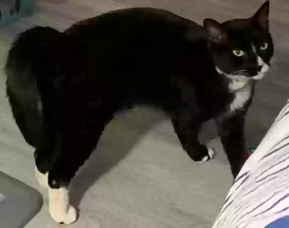 Found cat in Stratford, CT, 6614