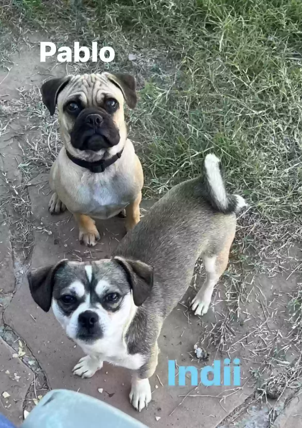 Lost dog in Phoenix, AZ, 85019