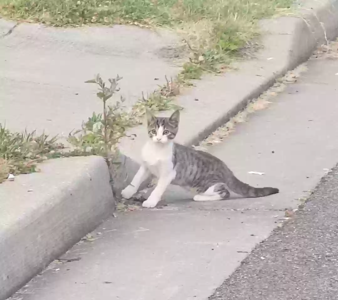 Lost cat in Pikesville, MD, 21208