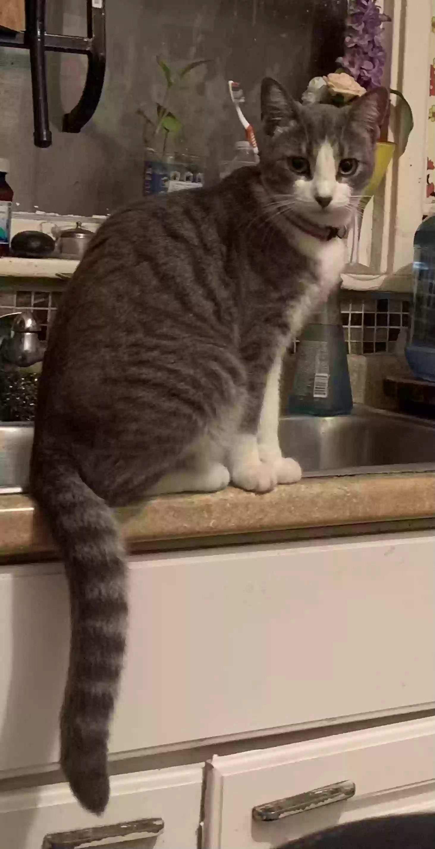 Lost cat in Glendale, CA, 91205