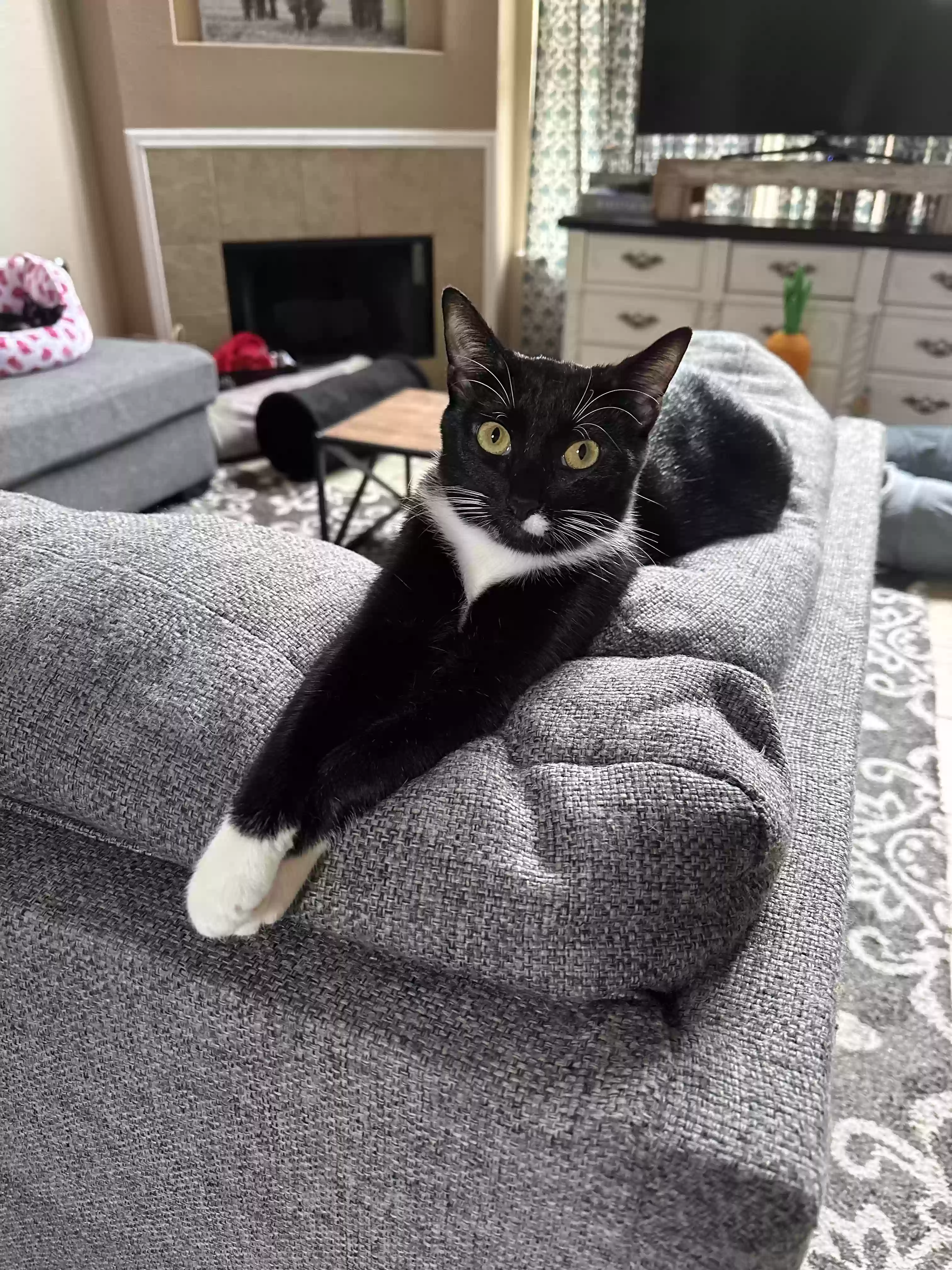 Lost cat in Kyle, TX, 78640