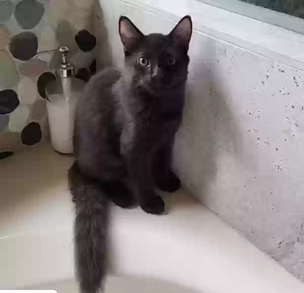 Lost cat in Cedar Park, TX, 78613
