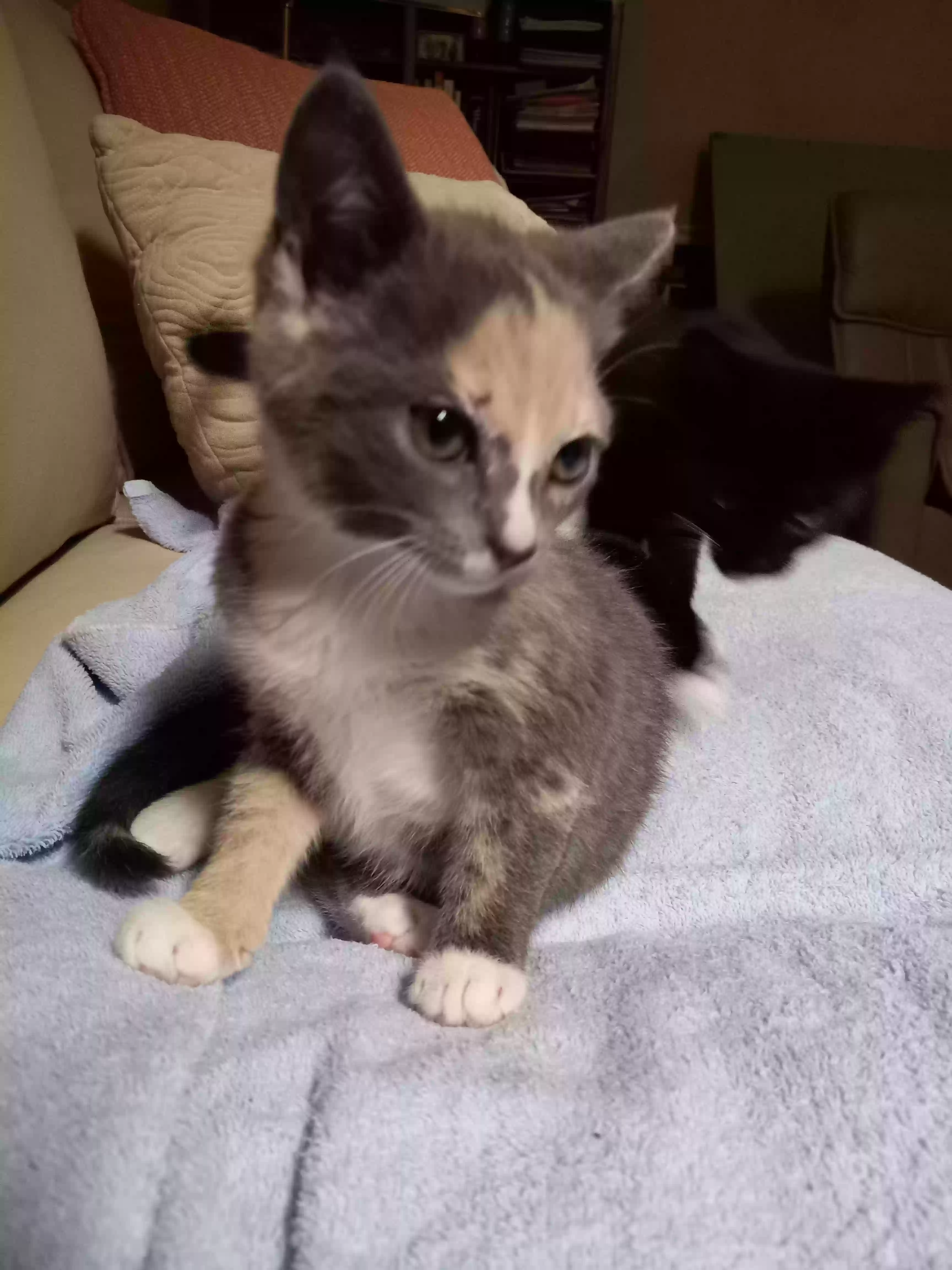 Lost cat in Winston Salem, NC, 27106