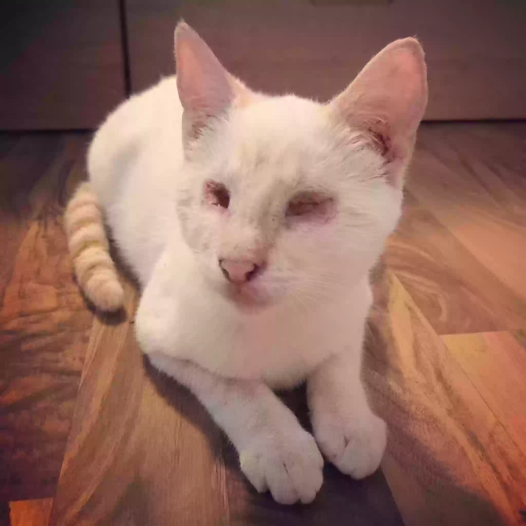 Lost cat in Spring Branch, TX, 78070