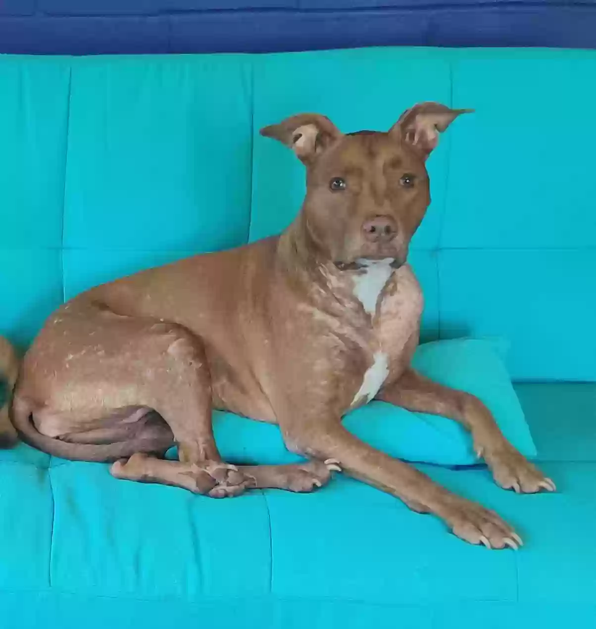 Lost dog in Hawthorne, FL, 32640