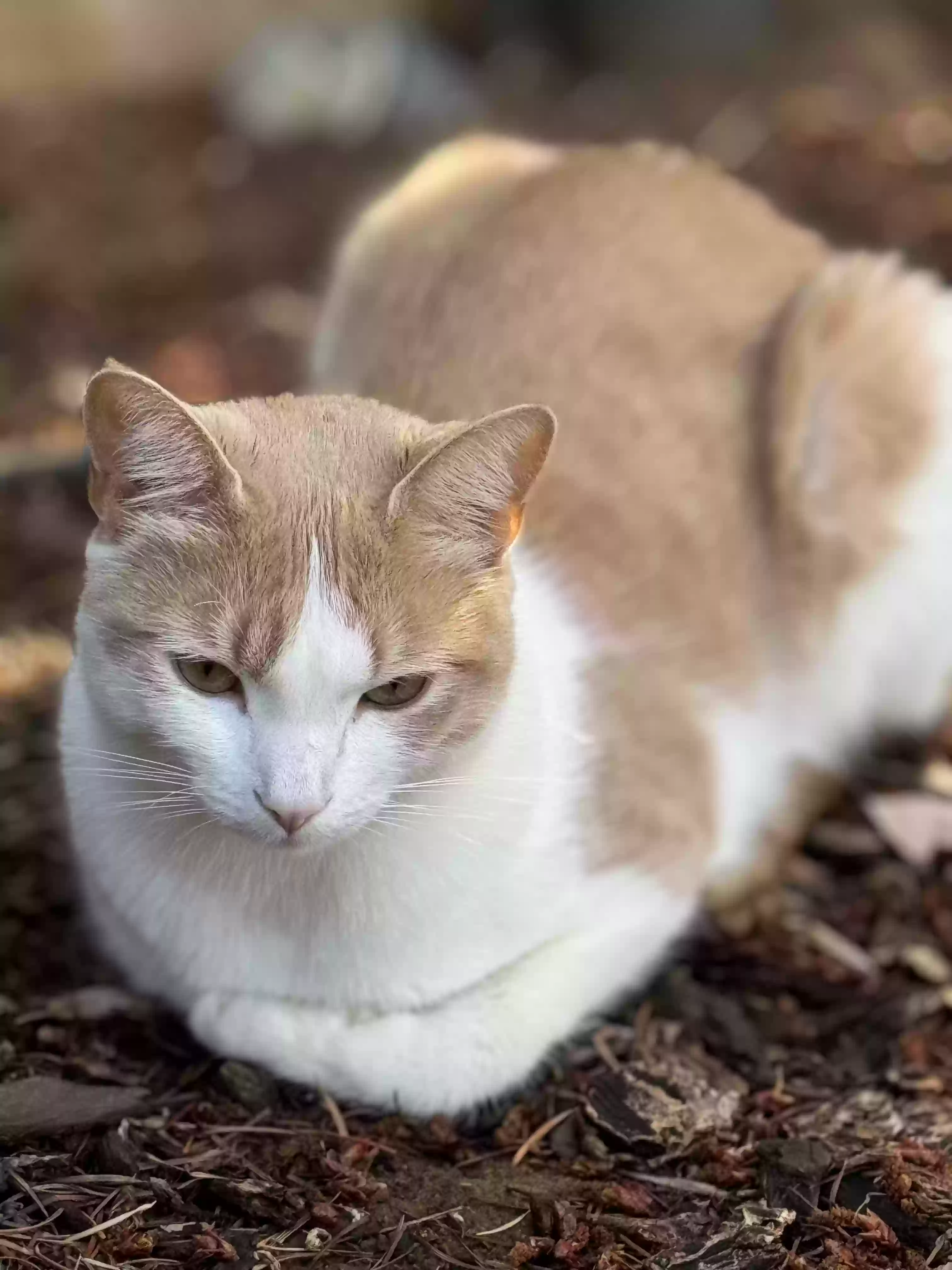 Lost cat in Dundee, OR, 97115