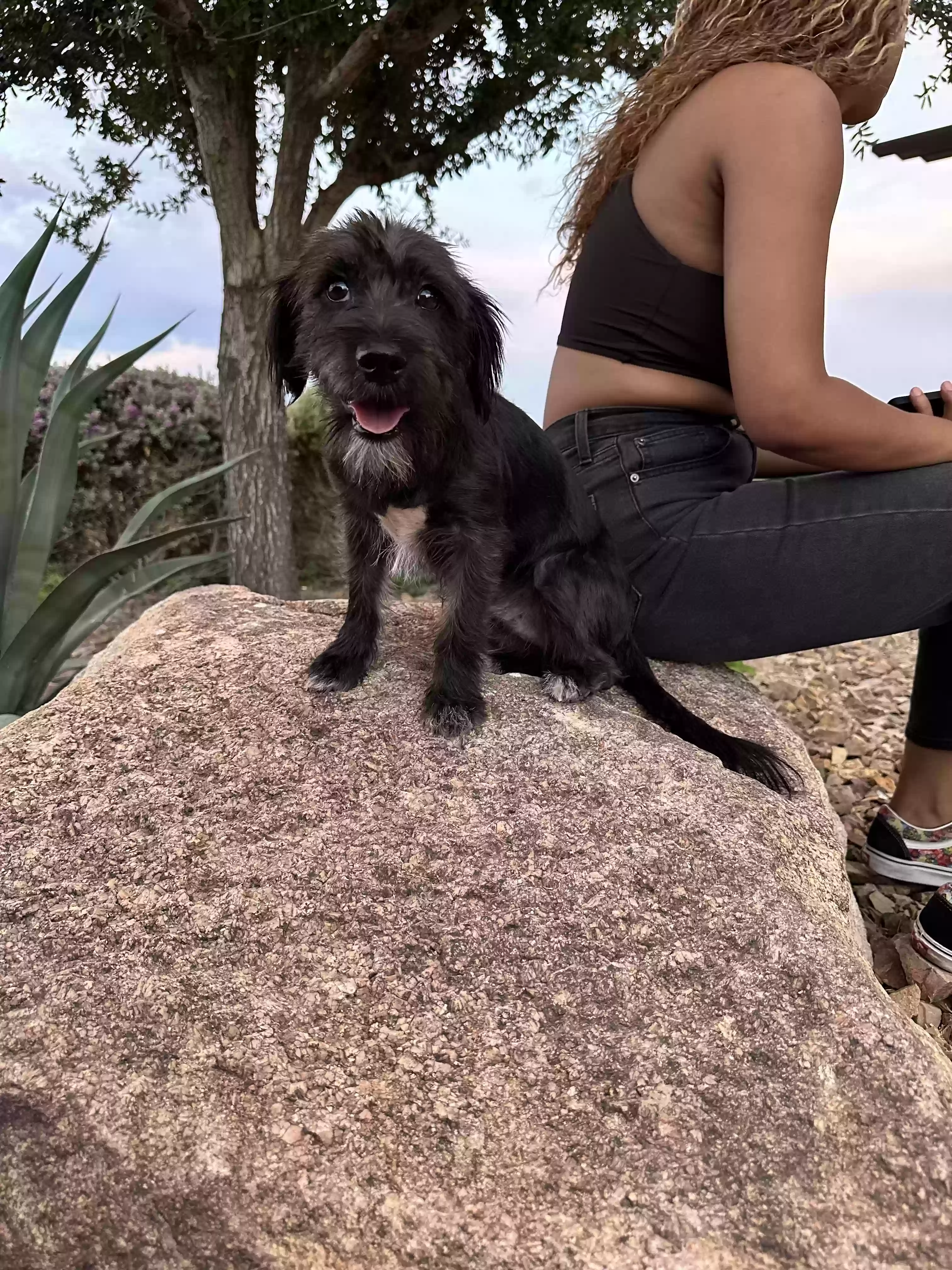 Lost dog in Henderson, NV, 89044
