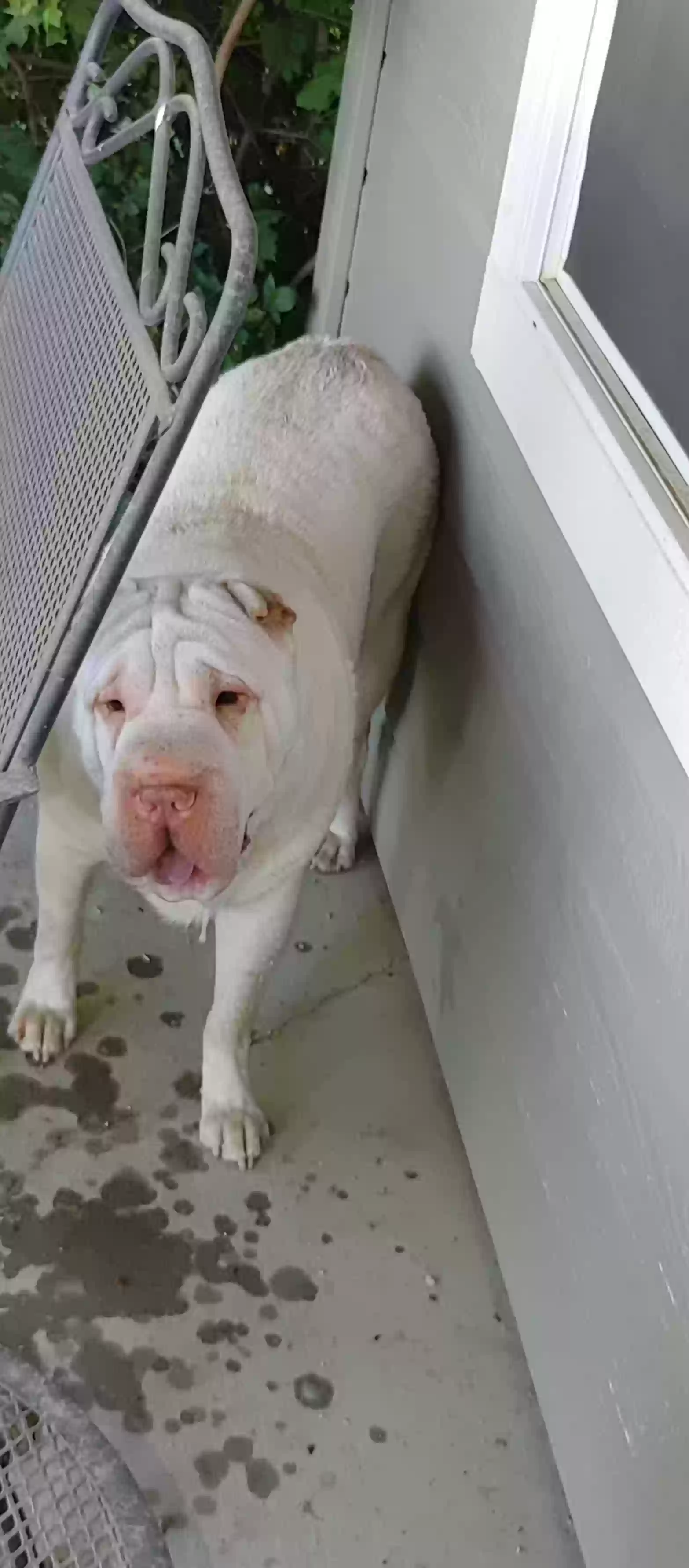 Lost dog in Meridian, ID, 83646