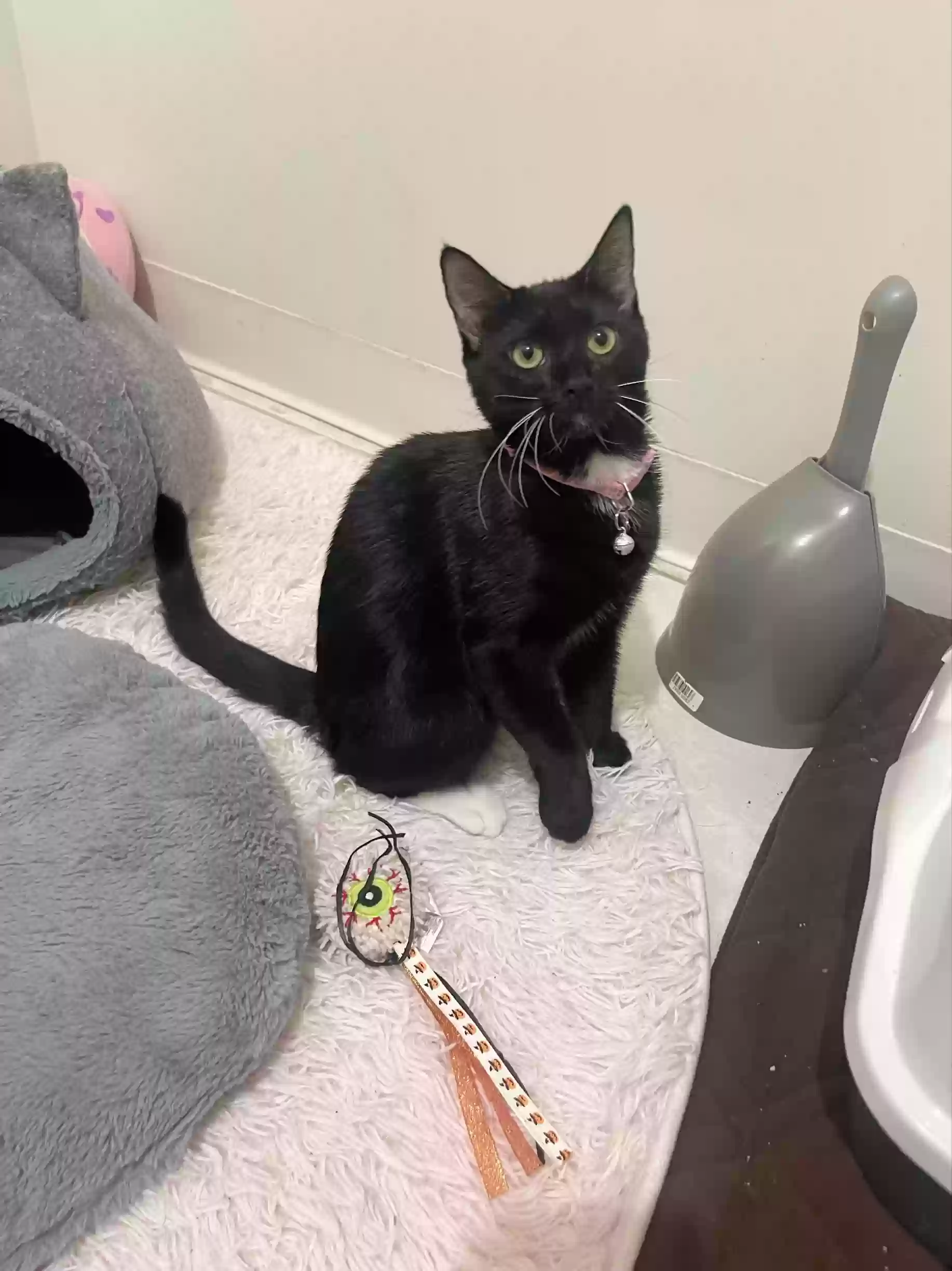 Lost cat in Roosevelt, NY, 11575