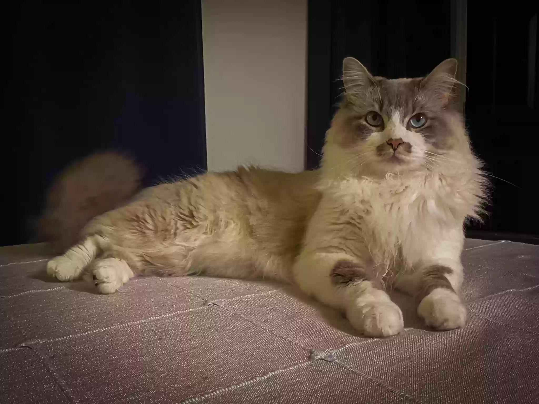 Lost cat in Auburn, AL, 36832