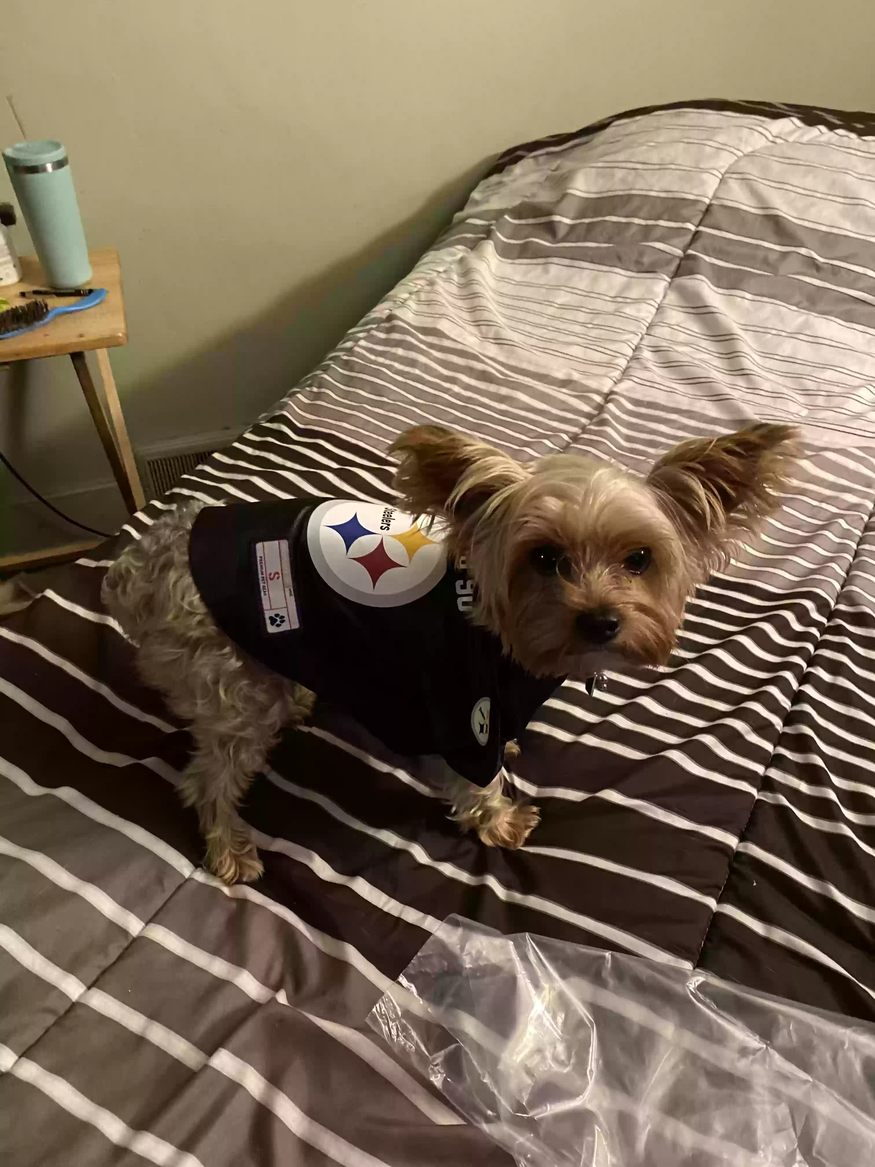 Lost dog in Pittsburgh, PA, 15221