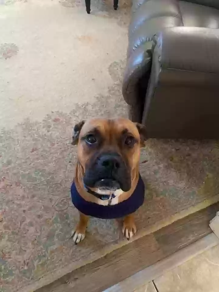 Lost dog in Cordova, TN, 38018