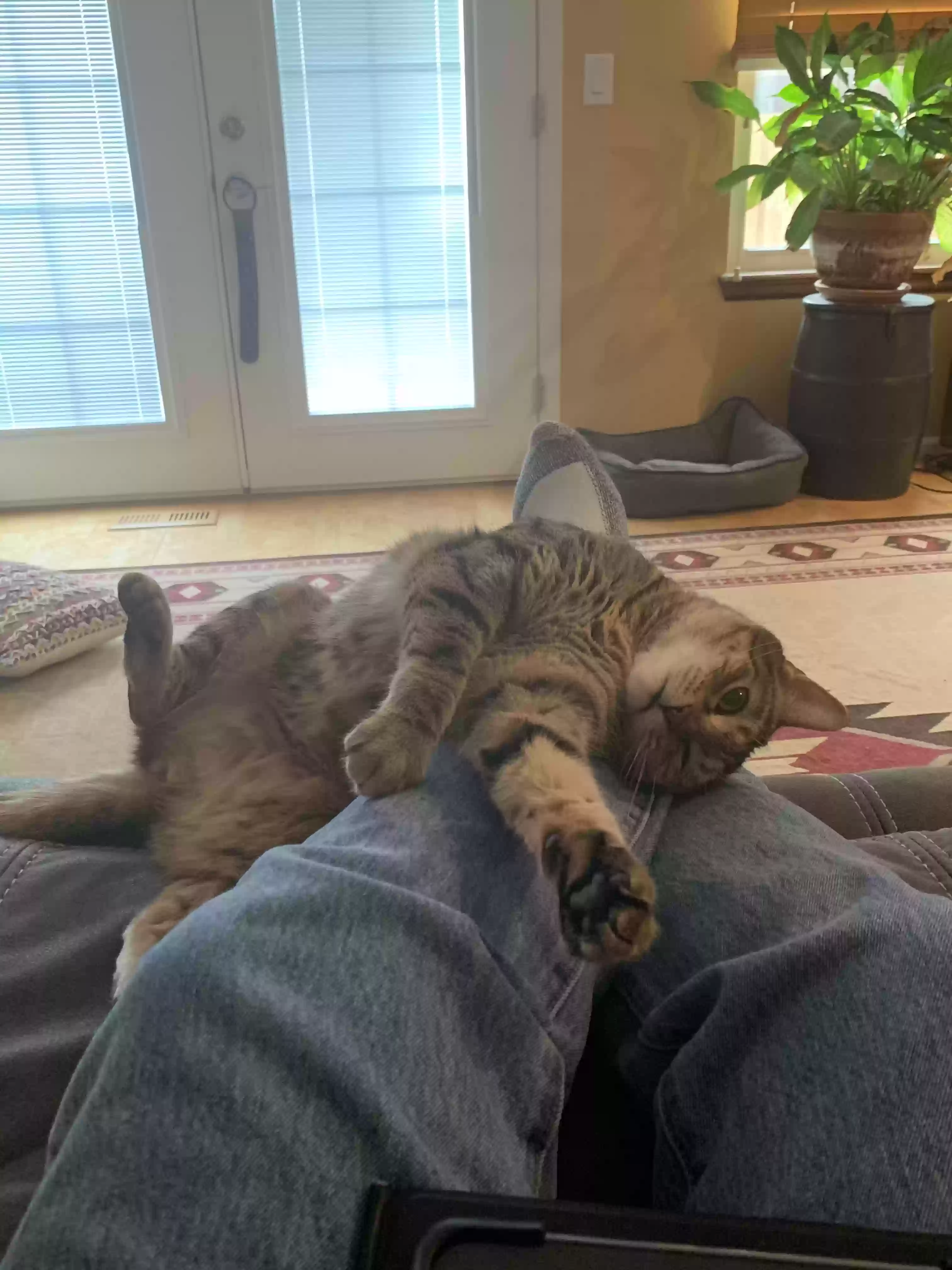 Lost cat in Aurora, CO, 80013