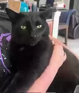 Lost cat in Palm Harbor, FL, 34685
