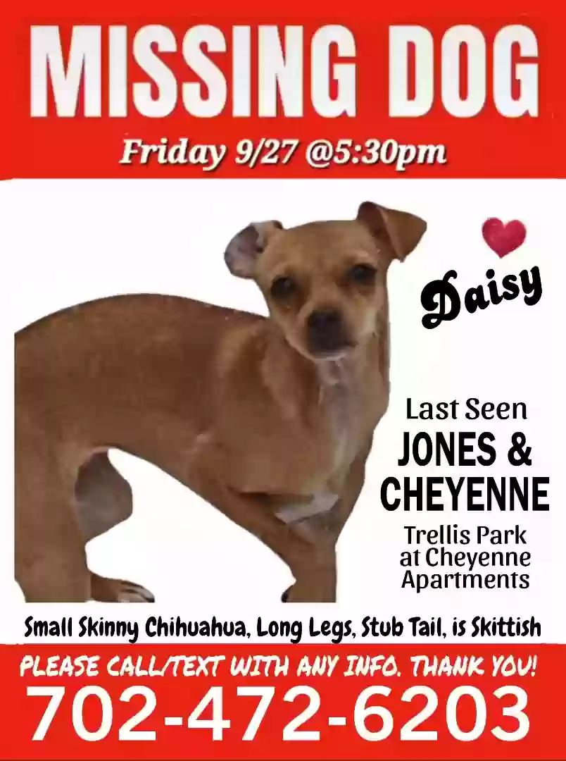 Lost dog in Las Vegas, NV, 89108