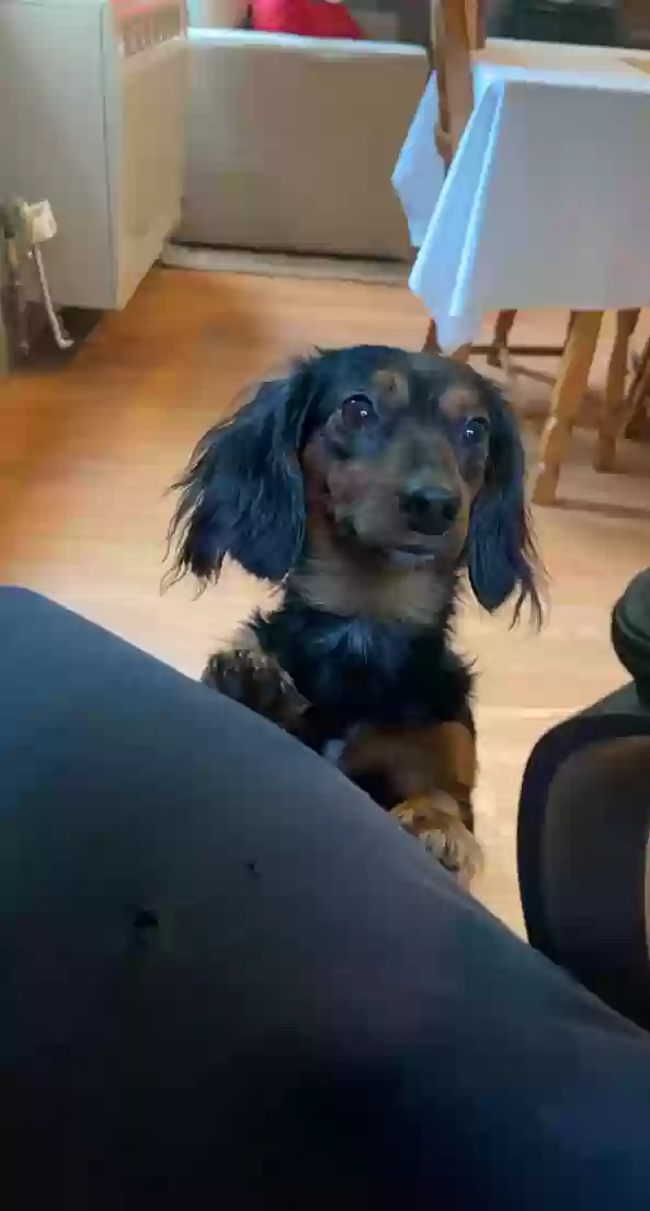 Lost dog in Charlestown, NH, 3603