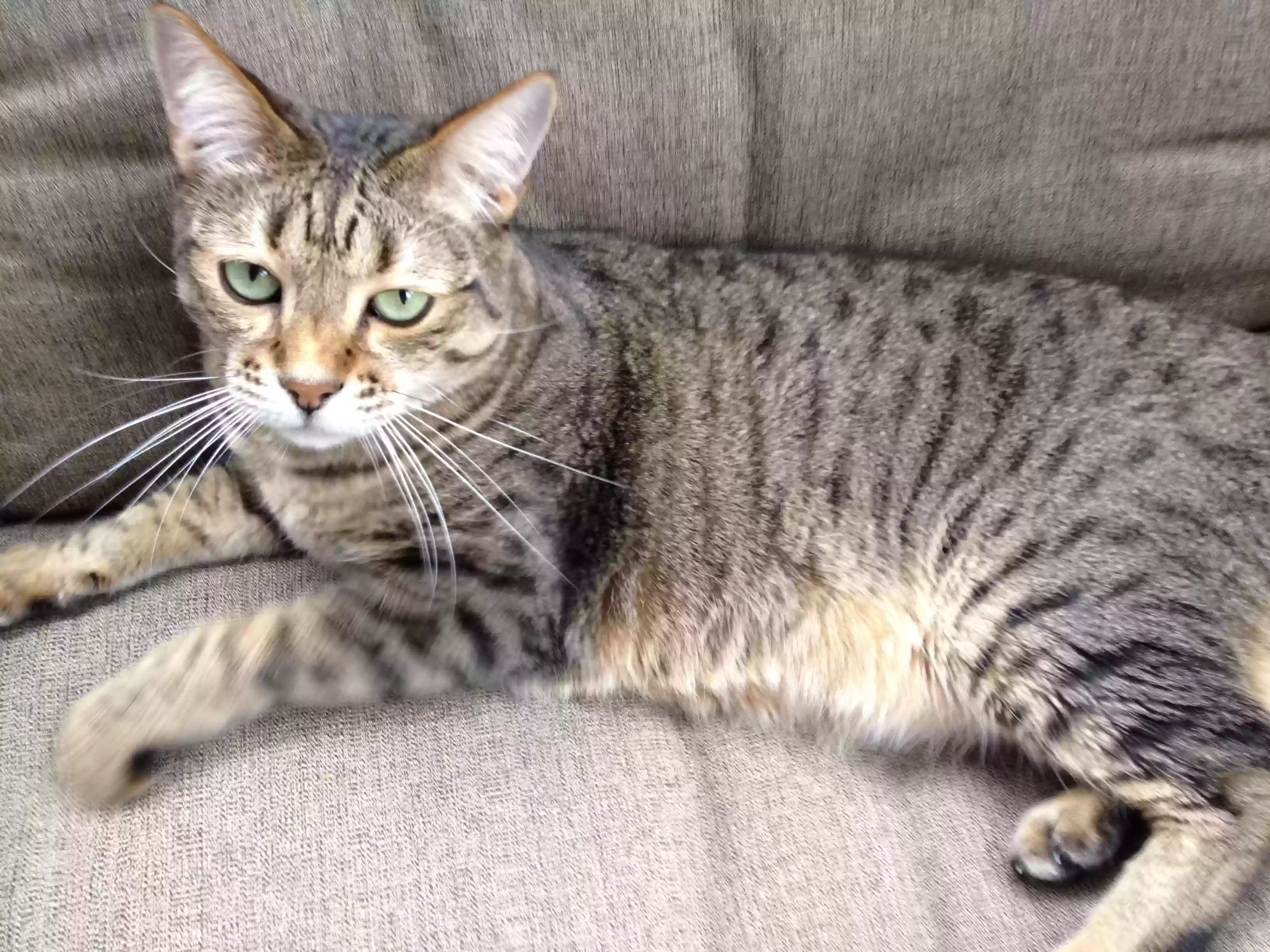Lost cat in Palm Beach Gardens, FL, 33418
