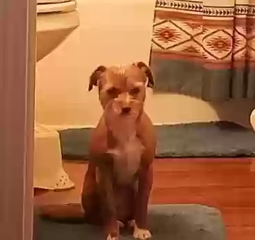 Lost dog in Rockwell, NC, 28138