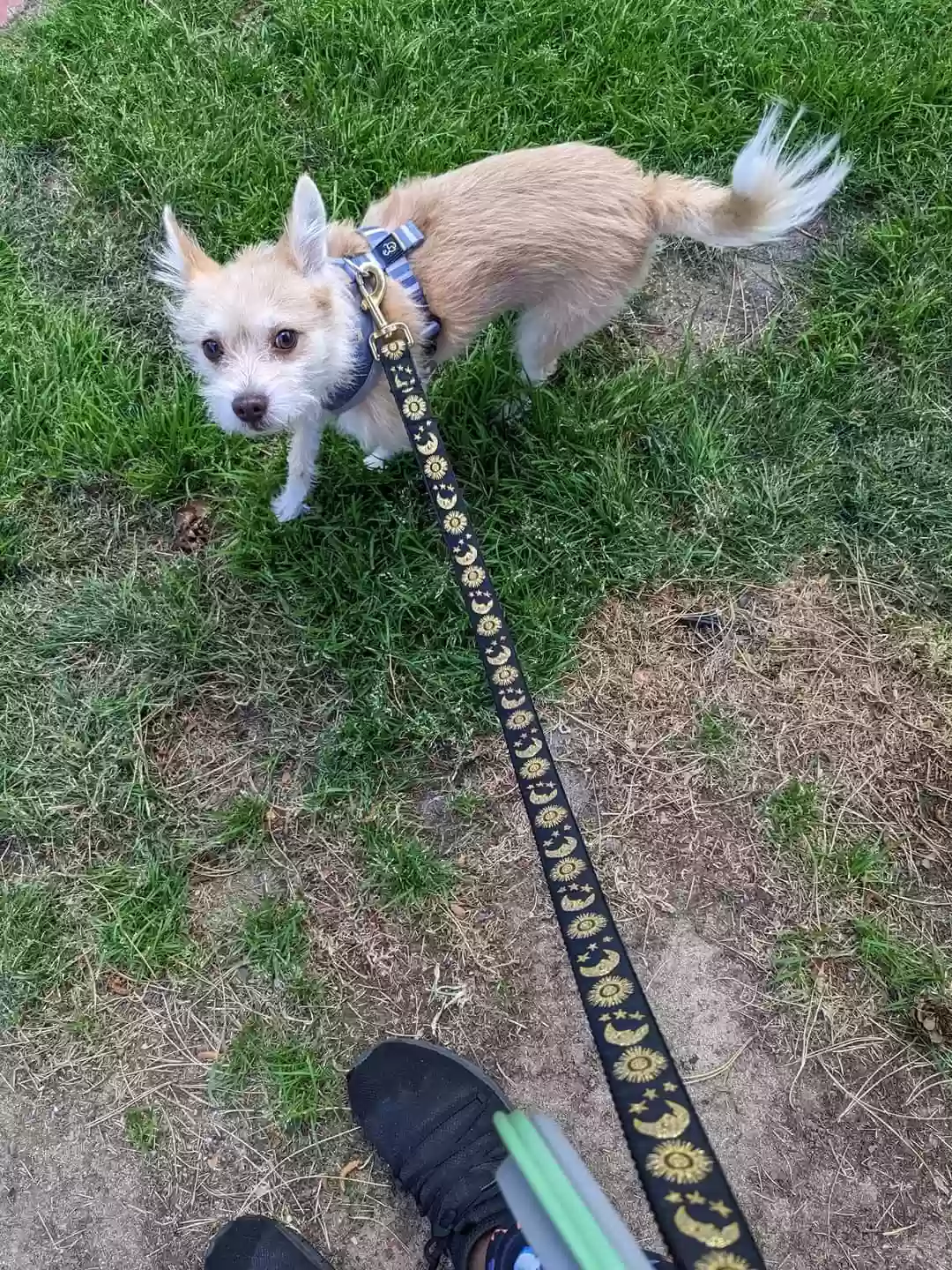 Lost dog in Aurora, CO, 80014