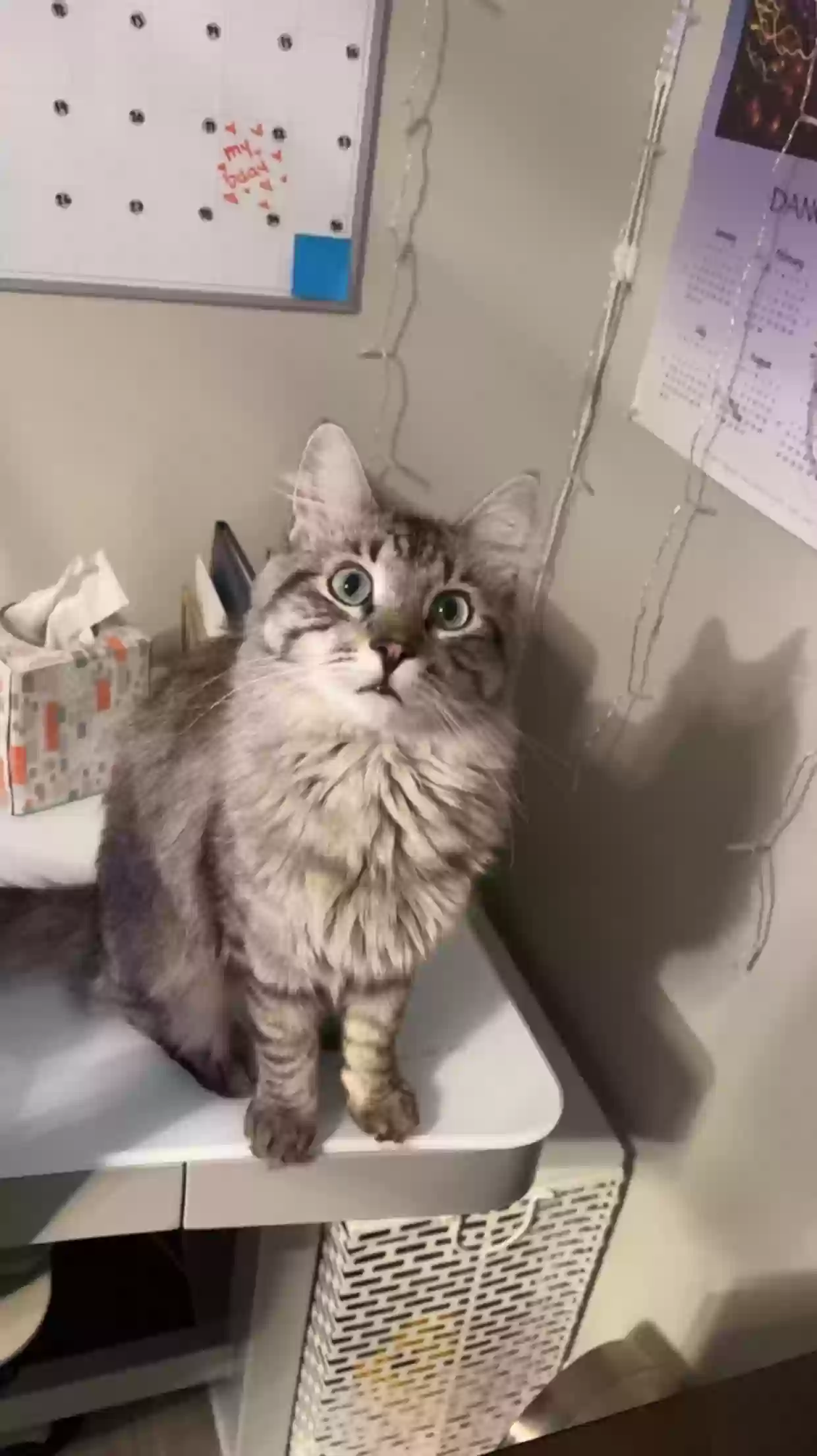 Lost cat in Sandy, UT, 84093