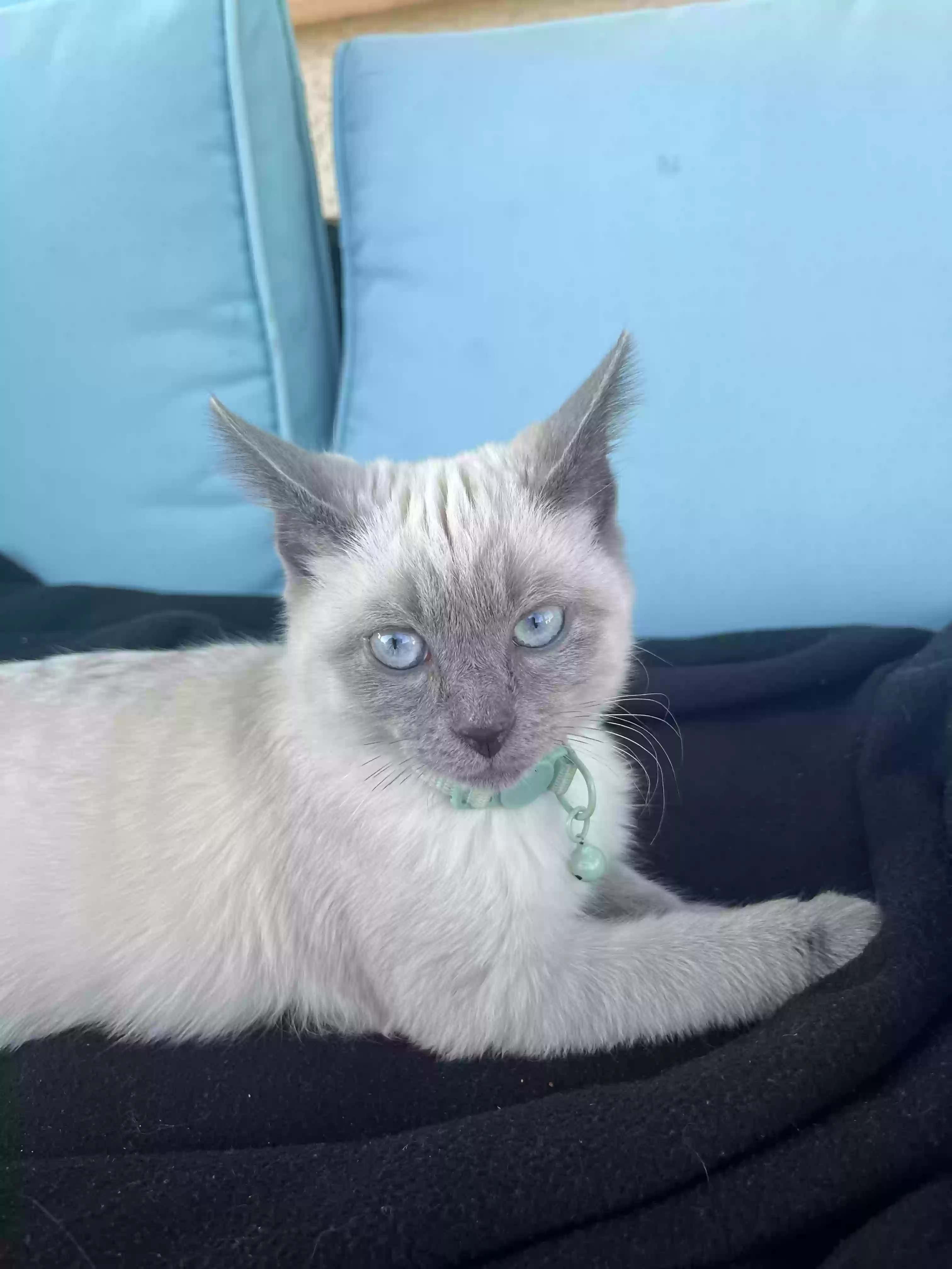Lost cat in Henderson, NV, 89044
