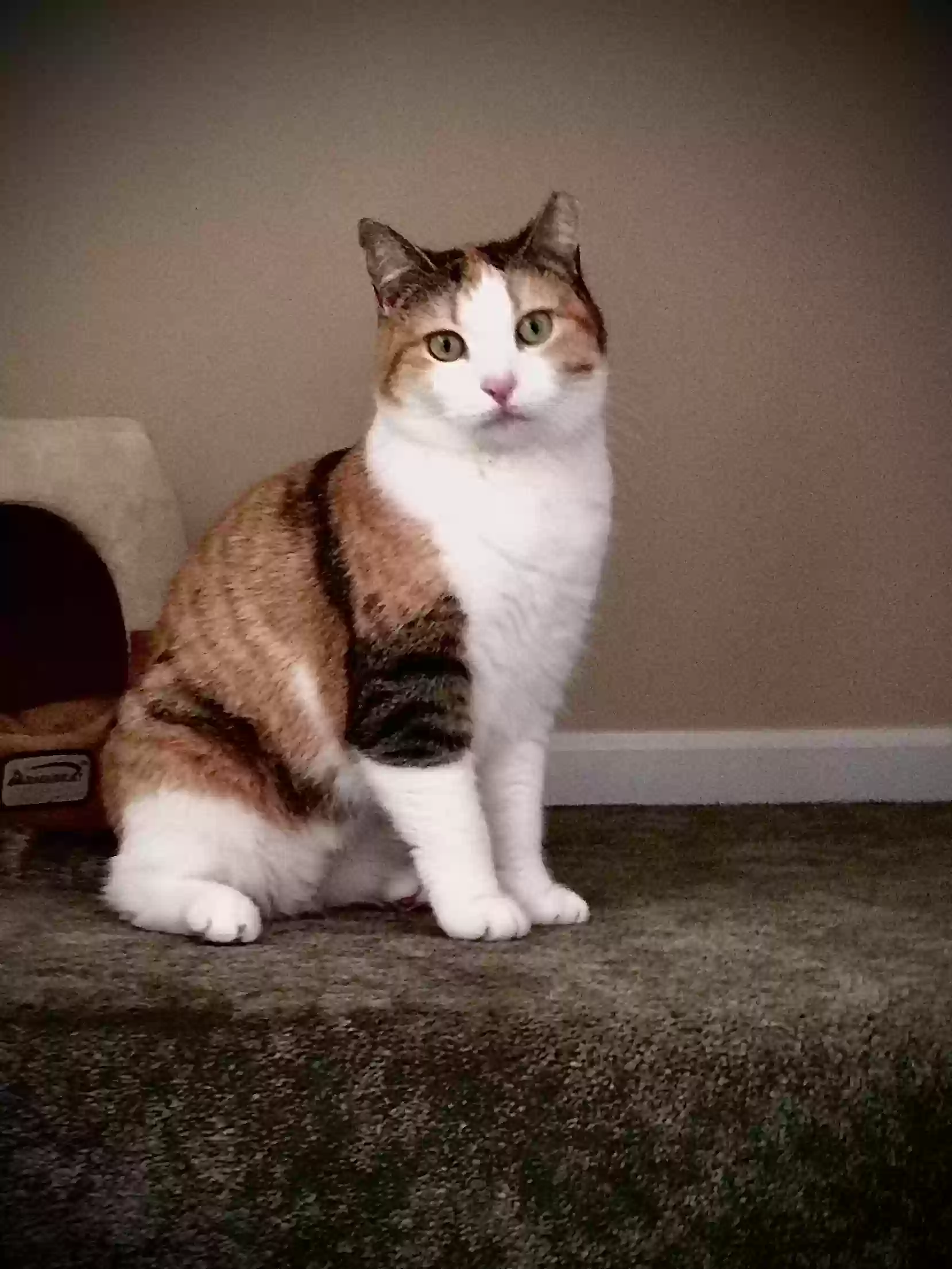 Lost cat in Bristol, CT, 6010