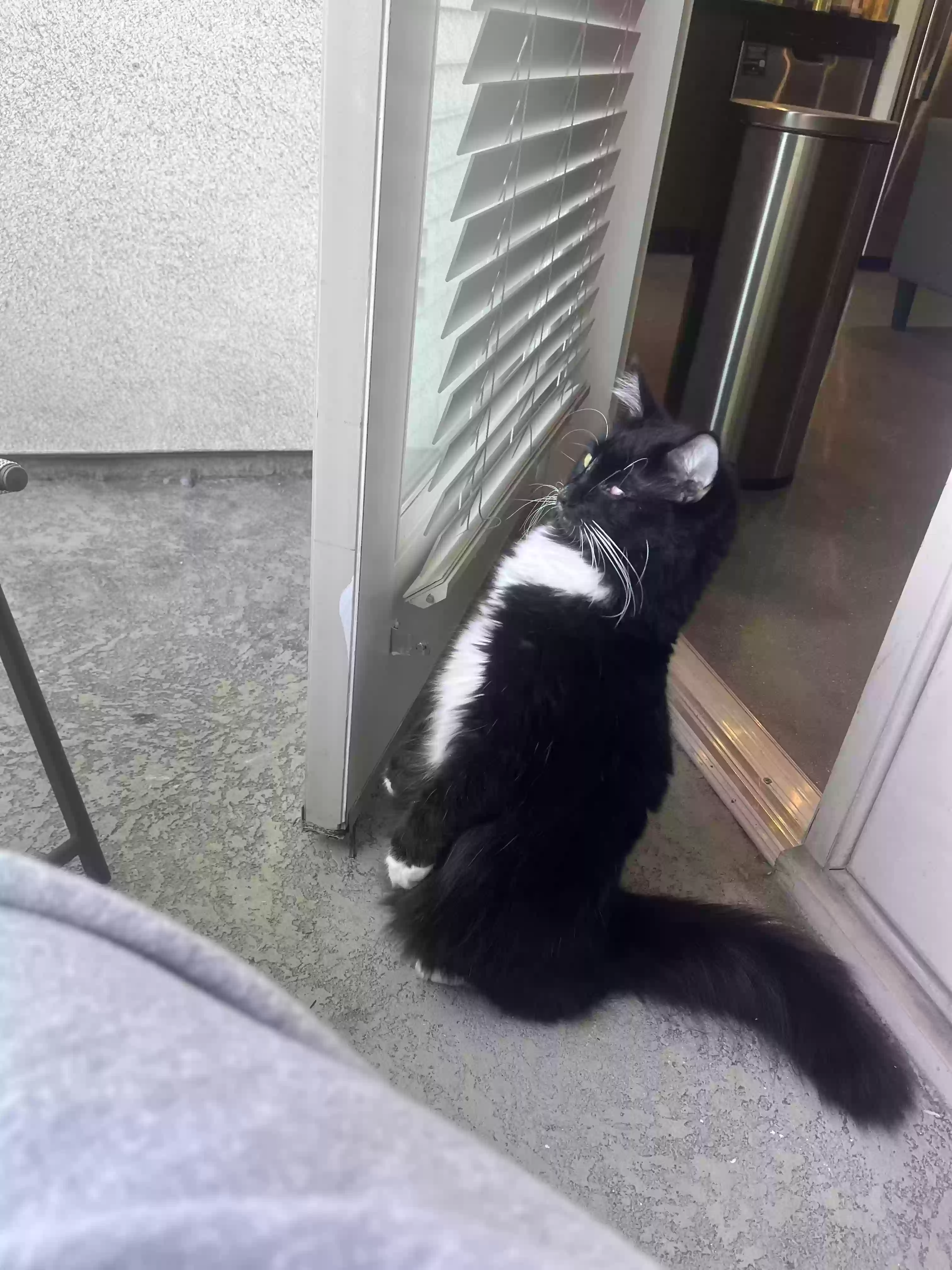 Lost cat in Huntington Beach, CA, 92647