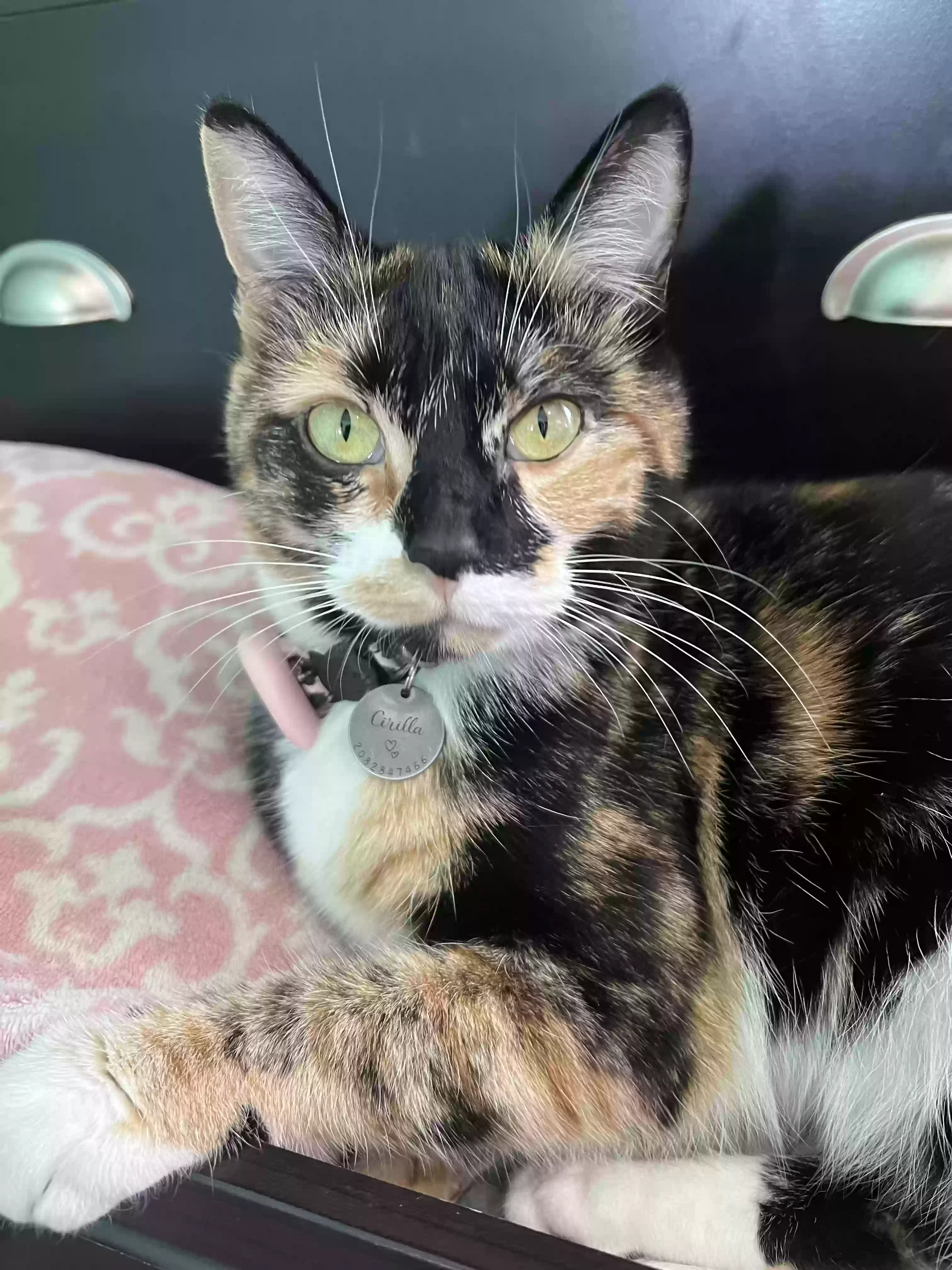 Lost cat in Nampa, ID, 83687