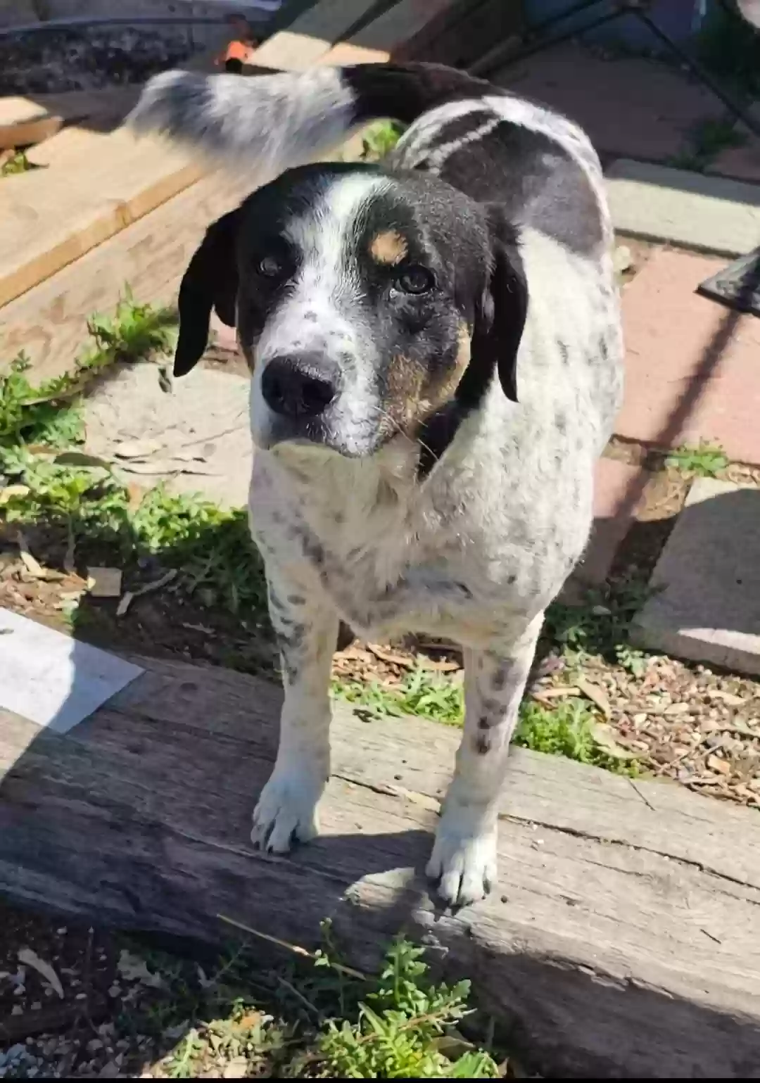 Lost dog in Pomona, CA, 91767