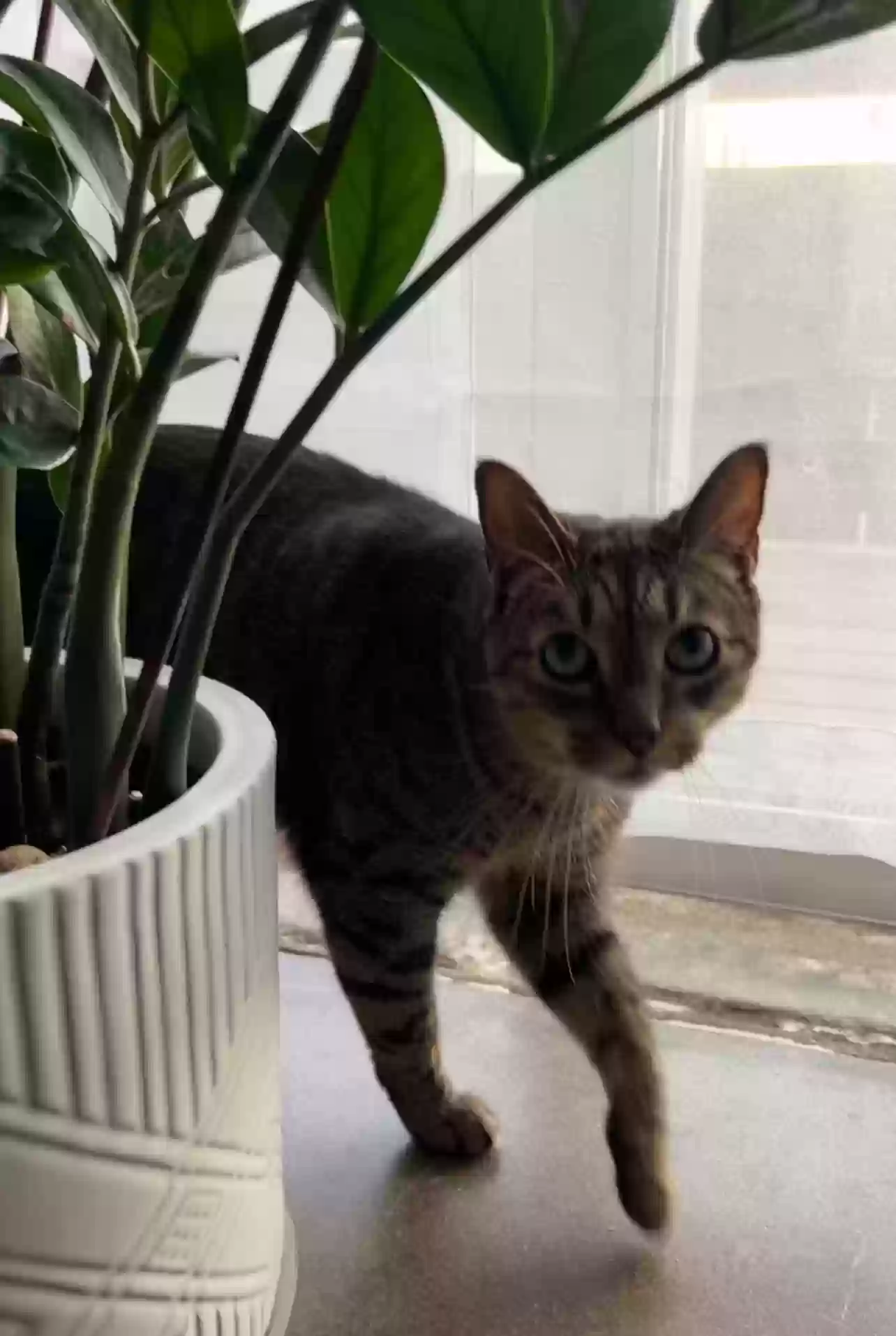 Lost cat in Magnolia, TX, 77354