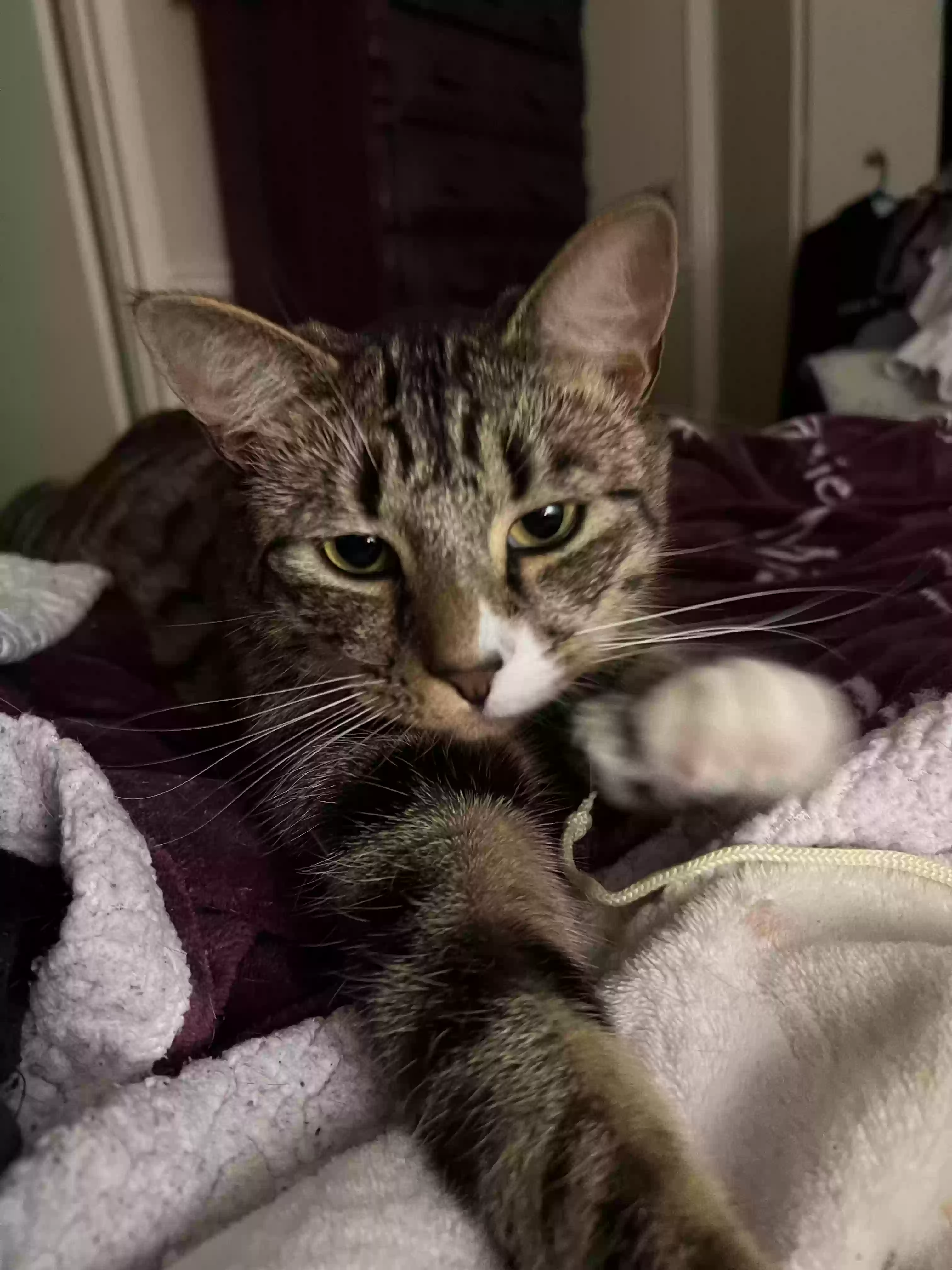 Lost cat in Charlotte, NC, 28204