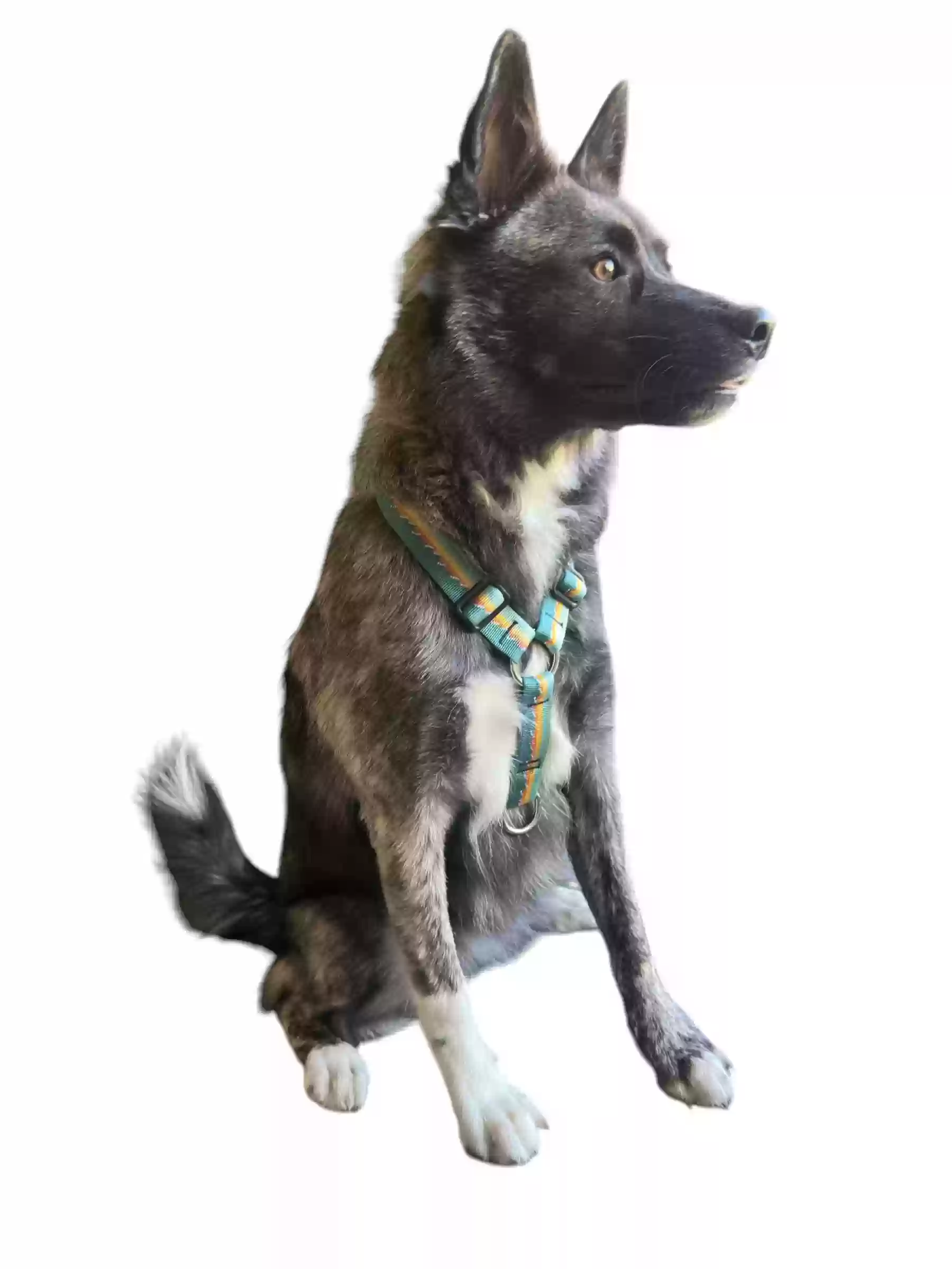 Lost dog in Brookfield, WI, 53045