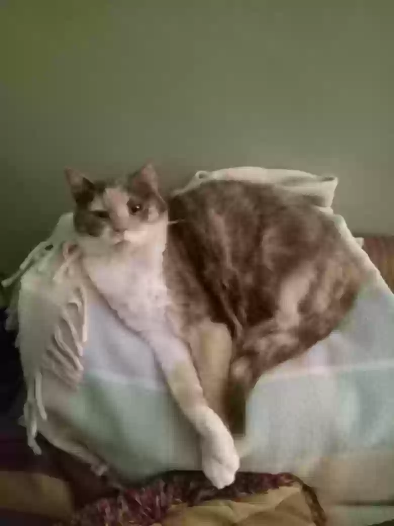 Lost cat in Manchester, NH, 3103