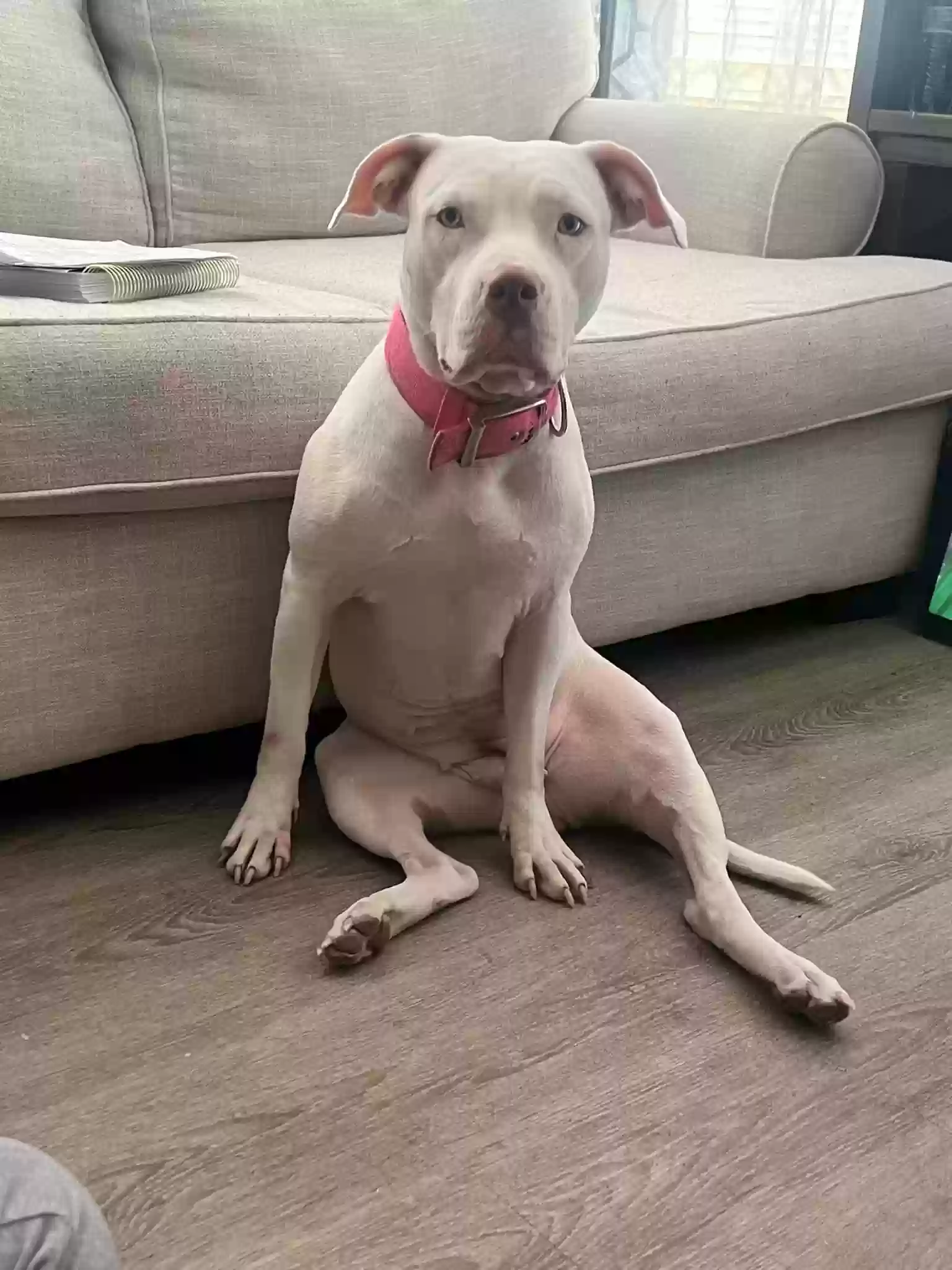 Lost dog in Rochester, NY, 14608
