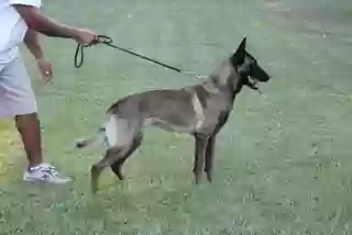 Lost dog in Augusta, GA, 30909