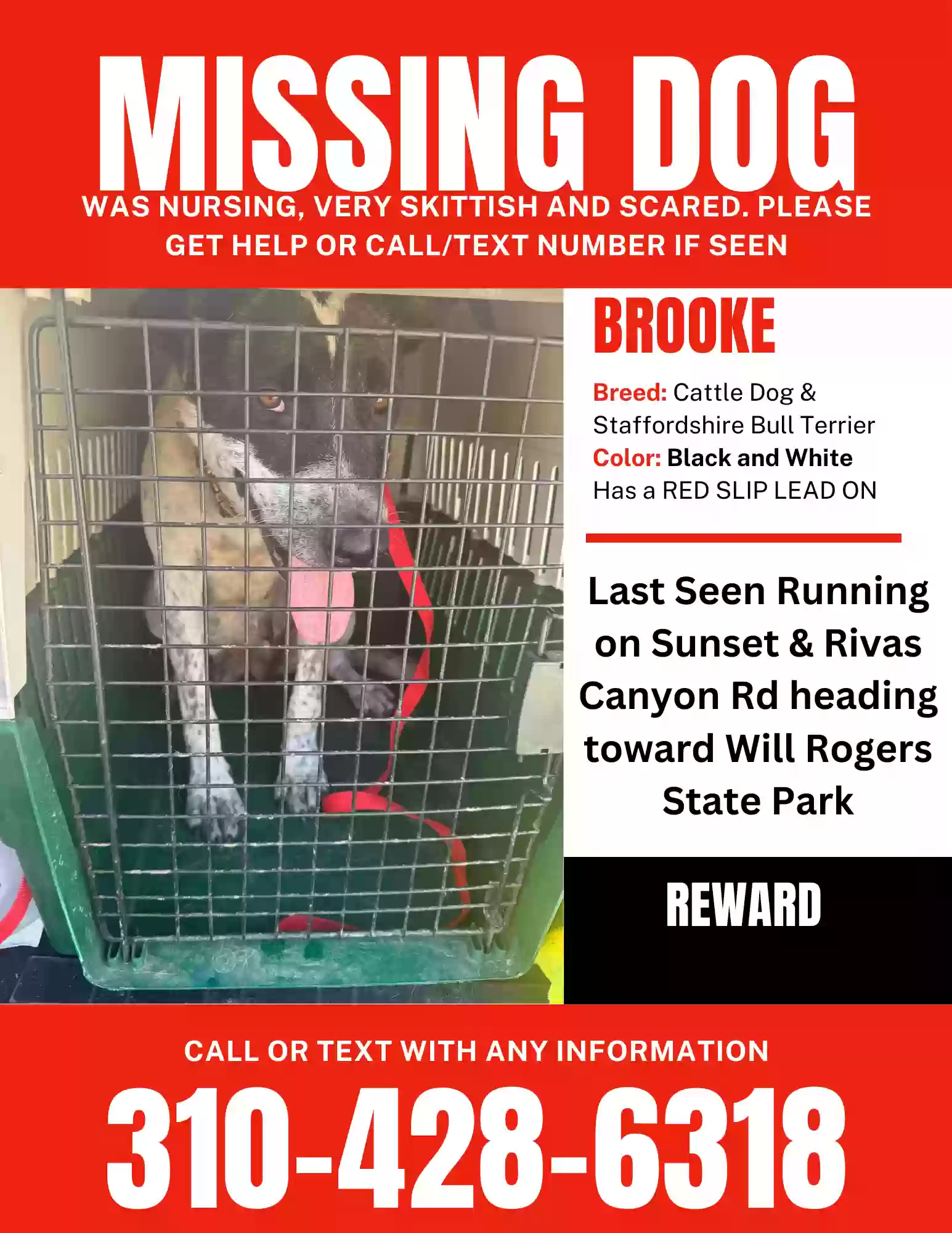 Lost dog in Pacific Palisades, CA, 90272