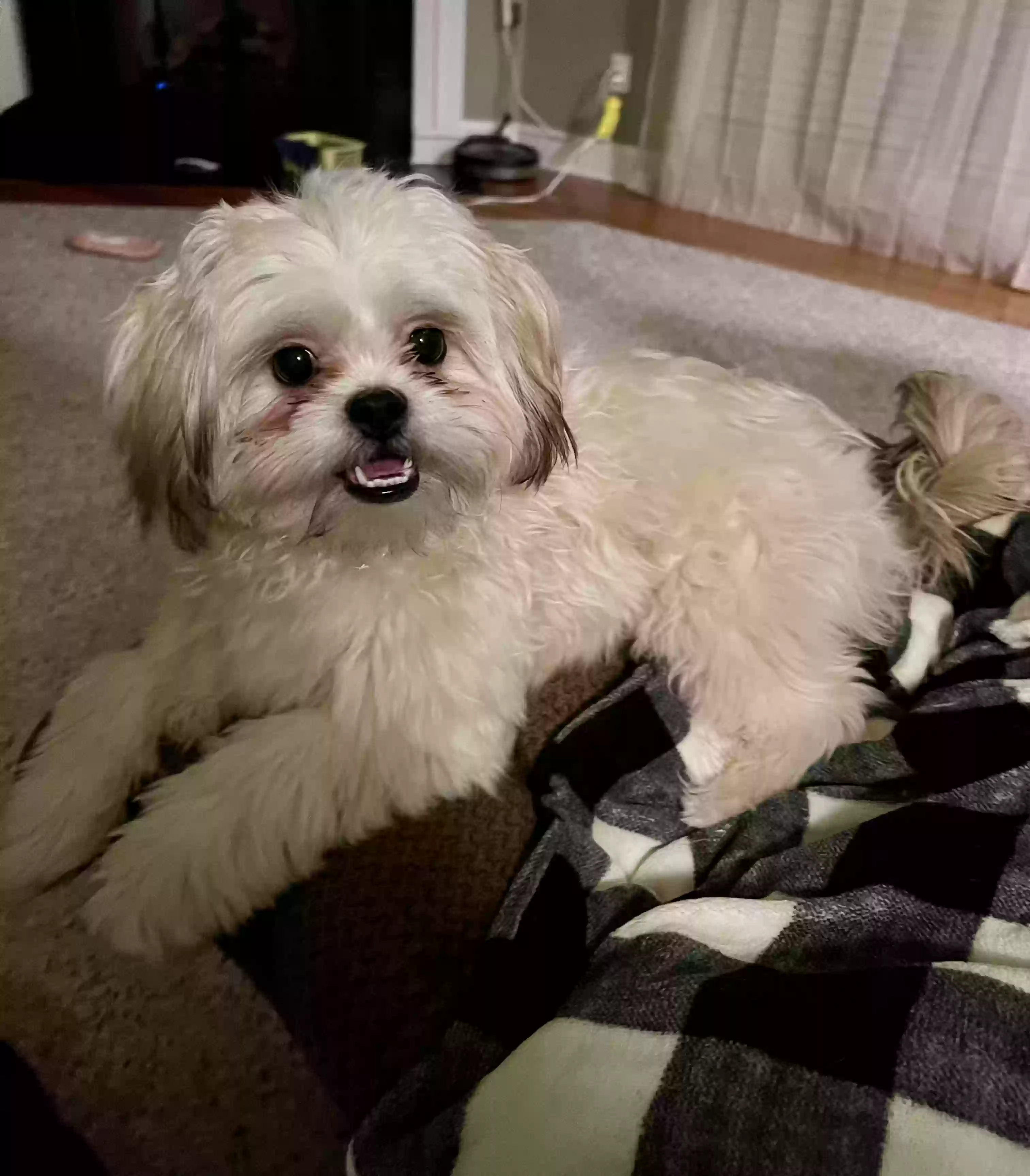 Lost dog in Harvest, AL, 35749