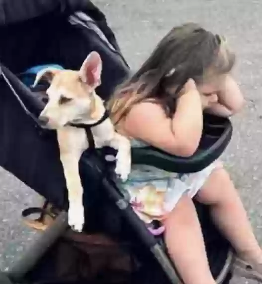 Lost dog in Oceanside, CA, 92054