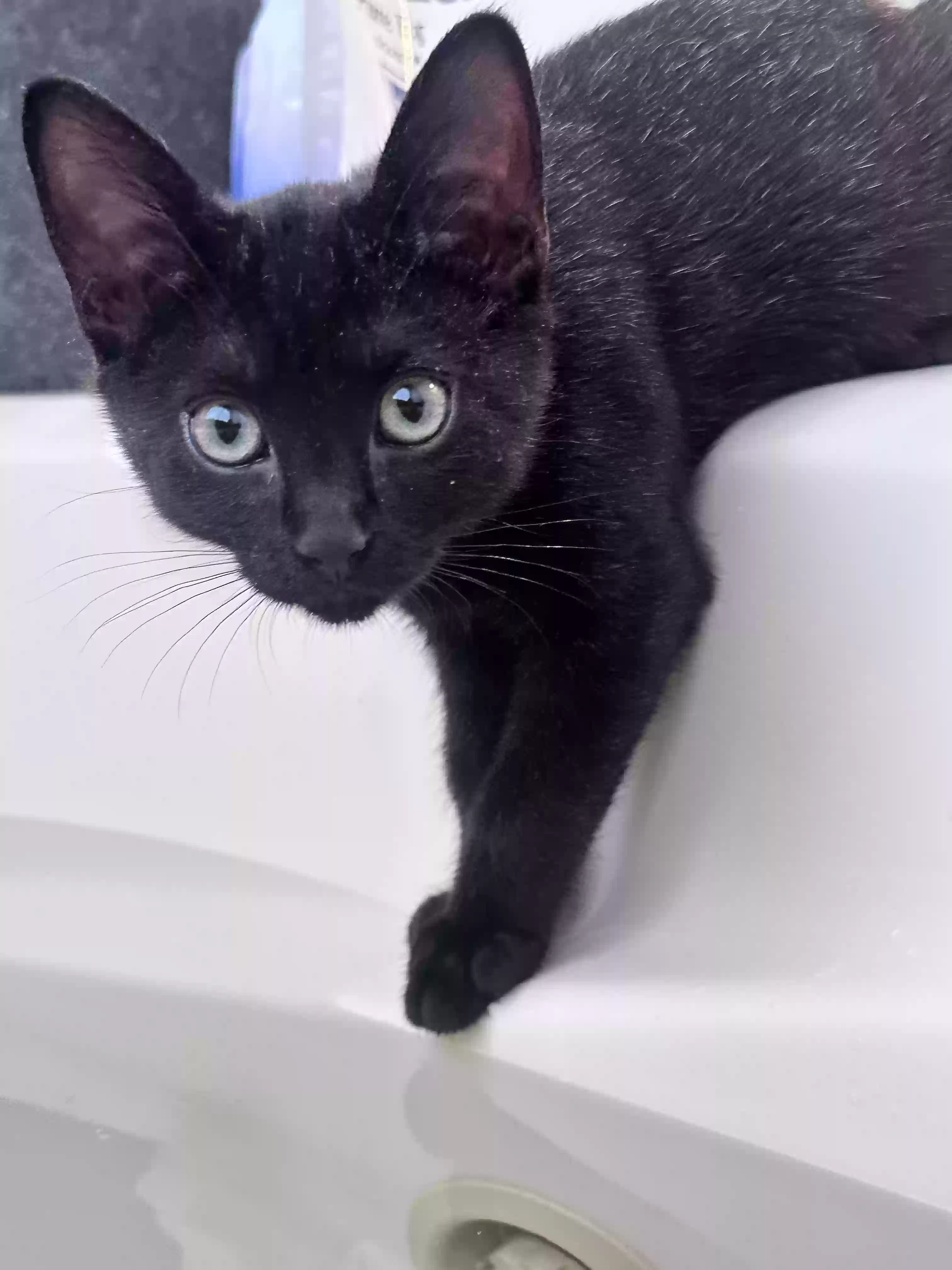 Lost cat in Sandy, UT, 84092
